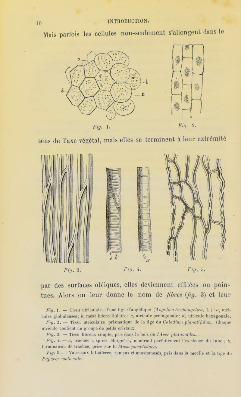 Mais parfois les cellules non-seulement s’allongent dans le sens de l’axe végétal, mais elles se terminent à leur extrémité par des surfaces obliques, elles deviennent effilées ou poin- tues. Alors on leur donne le nom de fibres {fig. 3) et leur Fig. 1. — Tissu utriculairc d’une tige d'angélique [Angelica Archangclica, L.) : a, ulri- cules globuleuses; b, méat intercellulaire; c, utricule pentagonale; d, utricule hexagonale. Fig. 2, — Tissu utriculairc prismatique de la tige du Caladium pinnatifidum. Chaque utricule contient un groupe de petits cristaux. Fig. 3. — Tissu fdjrcux simple, pris dans le bois de l’Acer pjlalano'ides. Fig. 4. — a, trachée à spires éloignées, montrant parfaitement rexistencc du tube ; b, terminaison do trachée, prise sur le Musa paradisiaca, Fig. O. — Vaisseaux laticifères, rameux et anastomosés, pris dans la moelle et la tige du Papaver nudicaule.