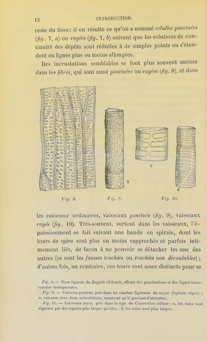 reste du tissu: il en résulte ce qu’on a nommé celulles 'ponctuées> {/if/. 7, a) ou rayées {fiy. 7, b) suivant que les solutions de con- tinuité des dépôts sont réduites ù. de simples points ou s éten- dent en lignes plus ou moins allongées. Des incrustations semblables se font plus souvent encore dans les ftbres, qui sont aussi ponctuées ou rayées {fig. 8), et dans Fi (J. 8. t'''i(j. Fig. 10. les vaisseaux ordinaires, vaisseaux ponctués (fig. 9), vaisseau.x rayés {fig. 10). Très-souvent, surtout dans les vaisseaux, l’é- paississement se fait suivant une bande en spirale, dont les tours de spire sont plus ou moins rapprochés et parfois inti- mement liés, de façon à ne pouvoir se détacher les uns des autres (ce sont les fausses trachées ou trachées non déroulables) ; d’autres fois, au contraire, ces tours sont assez distincts pour se Fig. 8. — Tissu li;;neux du Drymis chüensis, offrant des ponctuations et des lignes traus- \crsales transparentes. Fig. 9. — Vaisseau ponclué, pris dans les couclics ligneuses du noyer [Jugions regia] ; O, vaisseau avec deux articulations, montrant qu’il provient d’utricules. Fig. 10. — Aaisscaux rayés, pris dans la lige du Cpmmelina villosa : a, les raies sont séparées par des espaces plus larges qu’elles ; 6, les raies sont plus larges.
