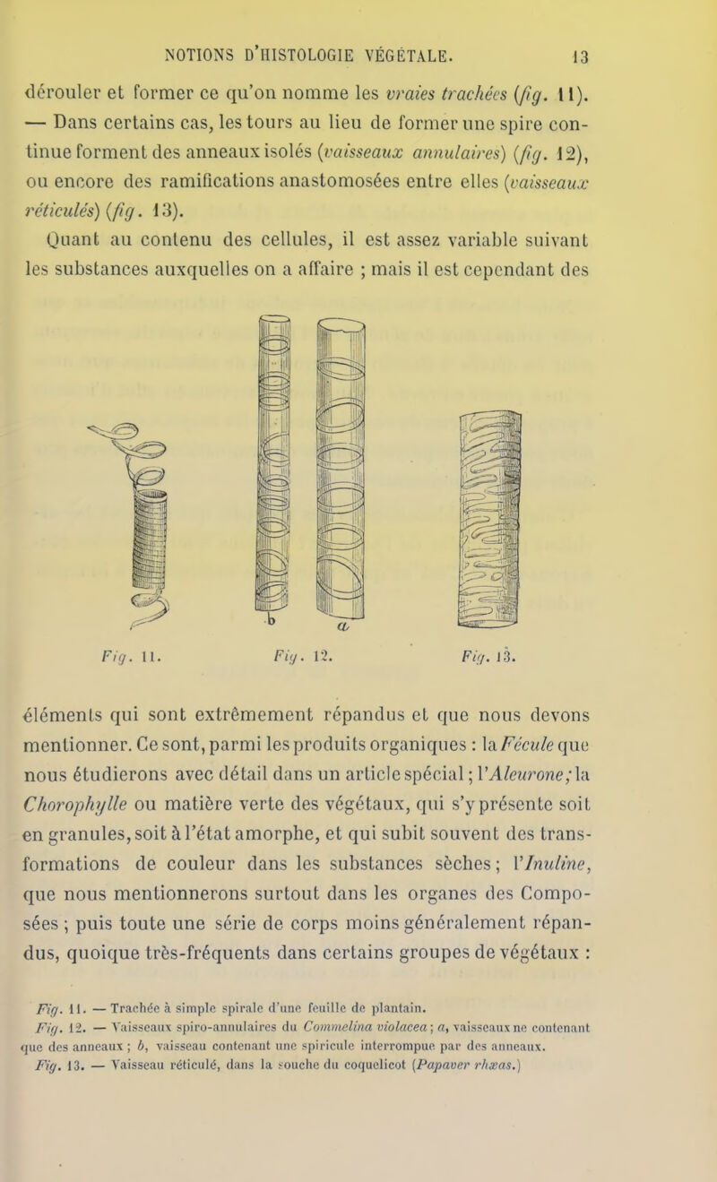 dcroiilei' et former ce qu’on nomme les vraies trachées {Jig. 11). — Dans certains cas, les tours au lieu de former une spire con- tinue forment des anneaux isolés (mmeaMx annulaires) {ftg. 12), ou encore des ramifications anastomosées entre elles {vaisseaux réticulés) {/ig. 13). Quant au contenu des cellules, il est assez variable suivant les substances auxquelles on a affaire ; mais il est cependant des Fif/. 13. éléments qui sont extrêmement répandus et que nous devons mentionner. Ce sont, parmi les produits organiques : \si Fécule qua nous étudierons avec détail dans un article spécial ; VAleurone;Va Chorophylle ou matière verte des végétaux, qui s’y présente soit en granules, soit à l’état amorphe, et qui subit souvent des trans- formations de couleur dans les substances sèches ; VInuline, que nous mentionnerons surtout dans les organes tics Compo- sées ; puis toute une série de corps moins généralement répan- dus, quoique très-fréquents dans certains groupes de végétaux : Fig. 11. — Trachée à simple spirale d’une feuille de plantain. Fig. 12. — Vaisseaux sj)iro-annulaires du Commelina violacea \ a, vaisseaux ne contenant <]ue des anneaux ; b, vaisseau contenant une spiricule interrompue par des anneaux. Fig, 13. — Vaisseau réticulé, dans la souche du coquelicot [Papaver rhæas.)