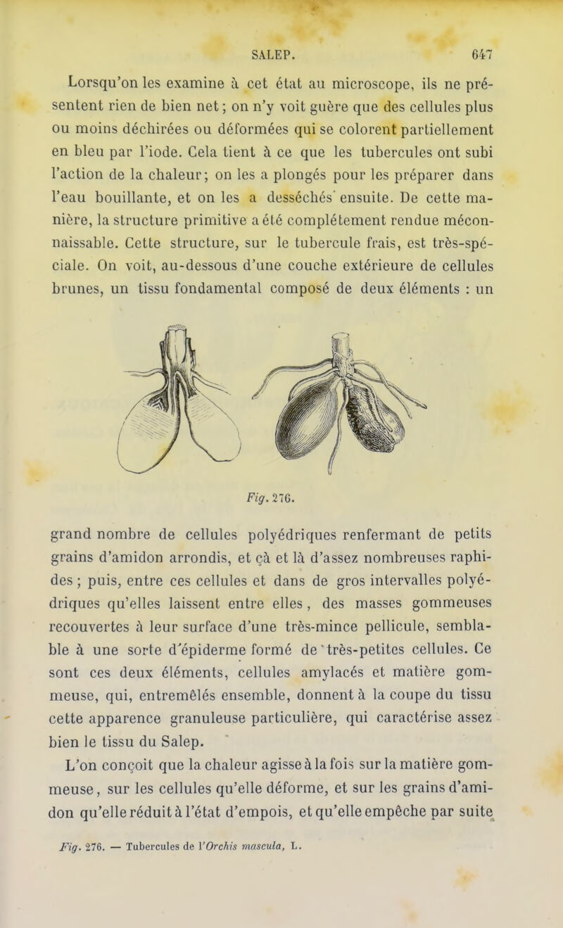 SALEP. 647 Lorsqu’on les examine à cet état au microscope, ils ne pré- sentent rien de bien net ; on n’y voit guère que des cellules plus ou moins déchirées ou déformées qui se colorent partiellement en bleu par l’iode. Gela tient à ce que les tubercules ont subi l’action de la chaleur; on les a plongés pour les préparer dans l’eau bouillante, et on les a desséchés' ensuite. De cette ma- nière, la structure primitive a été complètement rendue mécon- naissable. Cette structure, sur le tubercule frais, est très-spé- ciale. On voit, au-dessous d’une couche extérieure de cellules brunes, un tissu fondamental composé de deux éléments : un Fig. 2ÎG. grand nombre de cellules polyédriques renfermant de petits grains d’amidon arrondis, et çà et là d’assez nombreuses raphi- des ; puis, entre ces cellules et dans de gros intervalles polyé- driques qu’elles laissent entre elles, des masses gommeuses recouvertes à leur surface d’une très-mince pellicule, sembla- ble à une sorte d'épiderme formé de‘très-petites cellules. Ce sont ces deux éléments, cellules amylacés et matière gom- meuse, qui, entremêlés ensemble, donnent à la coupe du tissu cette apparence granuleuse particulière, qui caractérise assez bien le tissu du Salep. L’on conçoit que la chaleur agisse à la fois sur la matière gom- meuse, sur les cellules qu’elle déforme, et sur les grains d’ami- don qu’elle réduit à l’état d’empois, et qu’elle empêche par suite^