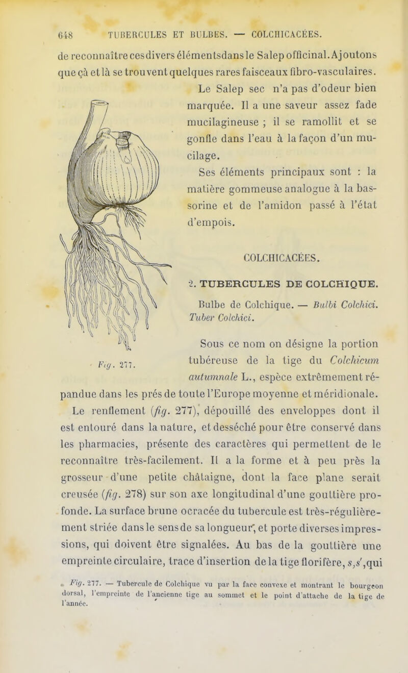 de recoiinaîtrecesdiversélémentsdansle Salepofficinal.Ajoutons que çà et là se trouvent quelques rares faisceaux fibro-vasculaires. Le Salep sec n’a pas d’odeur bien marquée. Il a une saveur assez fade mucilagineuse ; il se ramollit et se gonfle dans l’eau à la façon d’un mu- cilage. Ses éléments principaux sont : la matière gommeuse analogue à la bas- sorine et de l’amidon passé à l’état d’empois. COLCHICACÉES. •2. TUBERCULES DE COLCHIQUE. Bulbe de Colchique. — Balhi Colchici. Tuber Colchici. Sous ce nom on désigne la portion tubéreuse de la tige du Colchicum autumnale L., espèce extrêmement ré- pandue dans les prés de toute l’Europe moyenne et méridionale. Le renflement {fig. 277)* dépouillé des enveloppes dont il est entouré dans la nature, et desséché pour être conservé dans les pharmacies, présente des caractères qui permettent de le reconnaître très-facilement. Il a la forme et à peu près la grosseur d’une petite châtaigne, dont la face plane serait creusée {fig. 278) sur son axe longitudinal d’une gouttière pro- fonde. La surface brune ocracée du tubercule est très-régulière- ment striée dans le sensde salongueur, et porte diverses impres- sions, qui doivent être signalées. Au bas de la gouttière une empreinte circulaire, trace d’insertion de la tige florifère, s,s',qui • T'Viy. 277. — Tubercule de Colchique vu par la face convexe et montrant le bourgeon dorsal, l’empreinte de l’ancienne tige au sommet et le point d'attache de la tige de l’année.