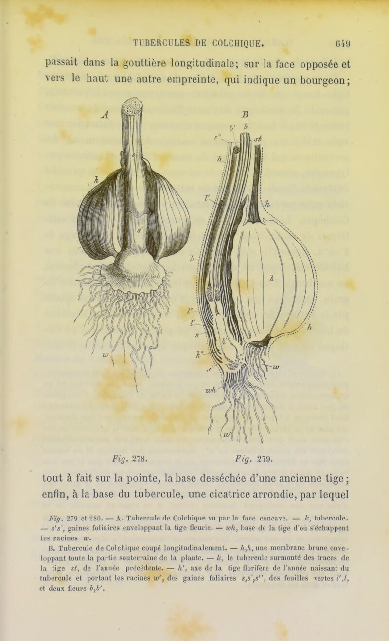 passait dans la gouttière longitudinale; sur la face opposée et vers le haut une autre empreinte, qui indique un bourgeon; Fig. 278. Fig. 279. tout à fait sur la pointe, la base desséchée d’une ancienne tige; enfin, à la base du tubercule, une cicatrice arrondie, par lequel Fig. 279 et 280. — A. Tubercule de Coleliique vu par la face concave. — k, tubercule. — s's', gaines foliaires enveloppant la tige fleurie. — wh, base de la tige d’où s’échappent les racines w. H. Tubercule de Colchique coupé longitudinalement. — h,h, une membrane brune enve- loppant toute la partie souterraine de la plante. — k, le tubercule surmonté des traces de la tige st, de l’année précédente. — h', axe de la tige florifère de l’année naissant du tubercule et portant les racines vo', des gaines foliaires s,s',s, des feuilles vertes l'J, et deux fleurs b,b'.