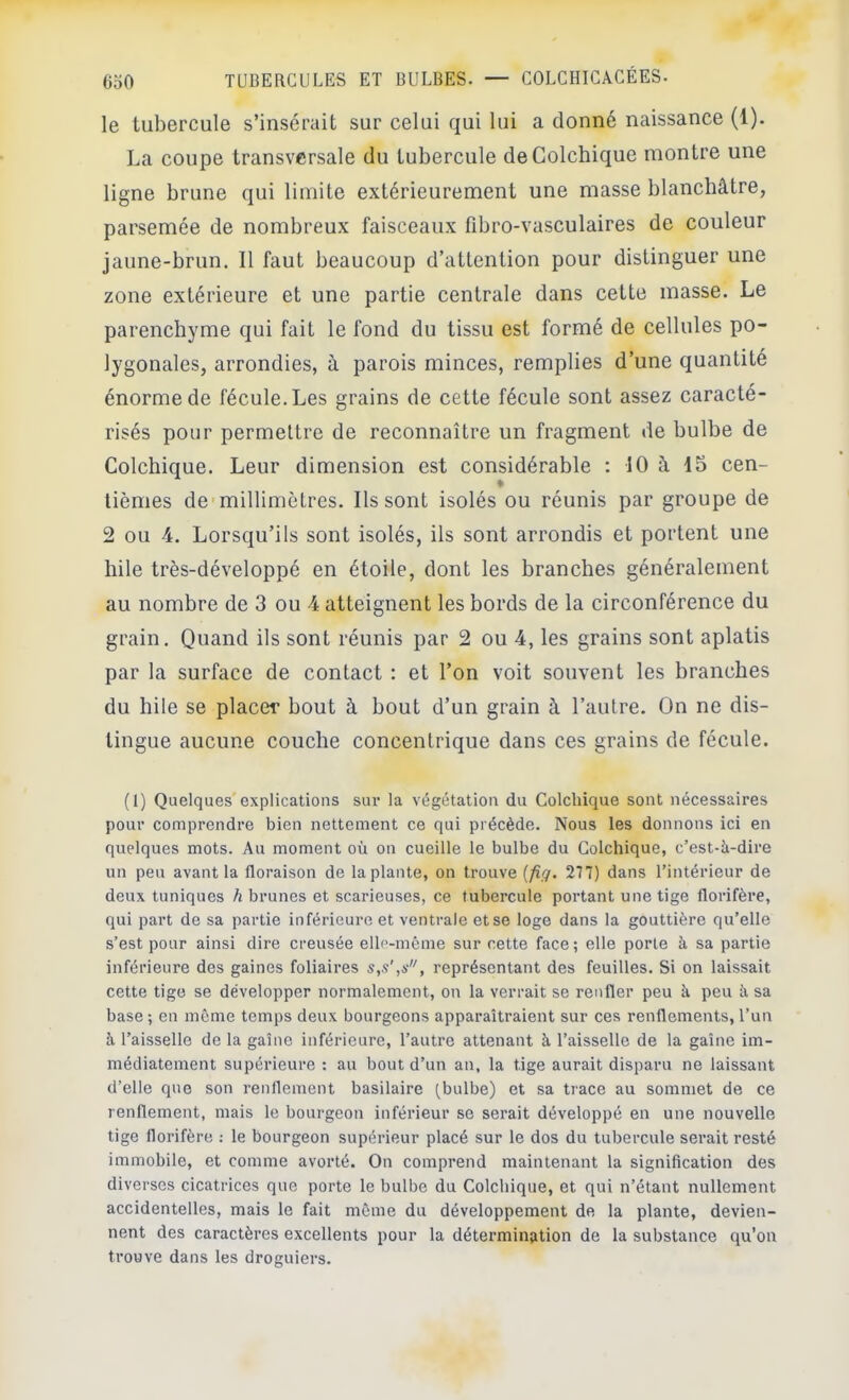 le tubercule s’insérait sur celui qui lui a donné naissance (1). La coupe transversale du tubercule de Colchique montre une ligne brune qui limite extérieurement une masse blanchâtre, parsemée de nombreux faisceaux fibro-vasculaires de couleur jaune-brun. Il faut beaucoup d’attention pour distinguer une zone extérieure et une partie centrale dans cette masse. Le parenchyme qui fait le fond du tissu est formé de cellules po- lygonales, arrondies, â parois minces, remplies d’une quantité énorme de fécule. Les grains de cette fécule sont assez caracté- risés pour permettre de reconnaître un fragment de bulbe de Colchique. Leur dimension est considérable ; 10 à 15 cen- » lièmes de-millimètres. Ils sont isolés ou réunis par groupe de 2 ou 4. Lorsqu’ils sont isolés, ils sont arrondis et portent une hile très-développé en étoile, dont les branches généralement au nombre de 3 ou 4 atteignent les bords de la circonférence du grain. Quand ils sont réunis par 2 ou 4, les grains sont aplatis par la surface de contact : et l’on voit souvent les branches du hile se placer bout à bout d’un grain à l’autre. On ne dis- tingue aucune couche concentrique dans ces grains de fécule. (1) Quelques'explications sur la végétation du Colchique sont nécessaires pour comprendre bien nettement ce qui précède. Nous les donnons ici en quelques mots. Au moment où on cueille le bulbe du Colchique, c’est-à-dire un peu avant la floraison de la plante, on trouve {fig. 277) dans l’intérieur de deux tuniques h brunes et scarieuses, ce tubercule portant une tige florifère, qui part de sa partie inférieure et ventrale et se loge dans la gouttière qu’elle s’est pour ainsi dire creusée elle-même sur cette face; elle porte à sa partie inférieure des gaines foliaires s,s',s, représentant des feuilles. Si on laissait cette tige se développer normalement, on la verrait se renfler peu à peu à sa base ; en même temps deux bourgeons apparaîtraient sur ces renflements, l’un à l’aisselle de la gaine inférieure, l’autre attenant à l’aisselle de la gaine im- médiatement supérieure : au bout d’un an, la tige aurait disparu ne laissant d’elle que son renflement basilaire (bulbe) et sa trace au sommet de ce renflement, mais le bourgeon inférieur se serait développé en une nouvelle tige florifère : le bourgeon supérieur placé sur le dos du tubercule serait resté immobile, et comme avorté. On comprend maintenant la signification des diverses cicatrices que porte le bulbe du Colchique, et qui n’étant nullement accidentelles, mais le fait même du développement de la plante, devien- nent des caractères excellents pour la détermination de la substance qu’on trouve dans les droguiers.