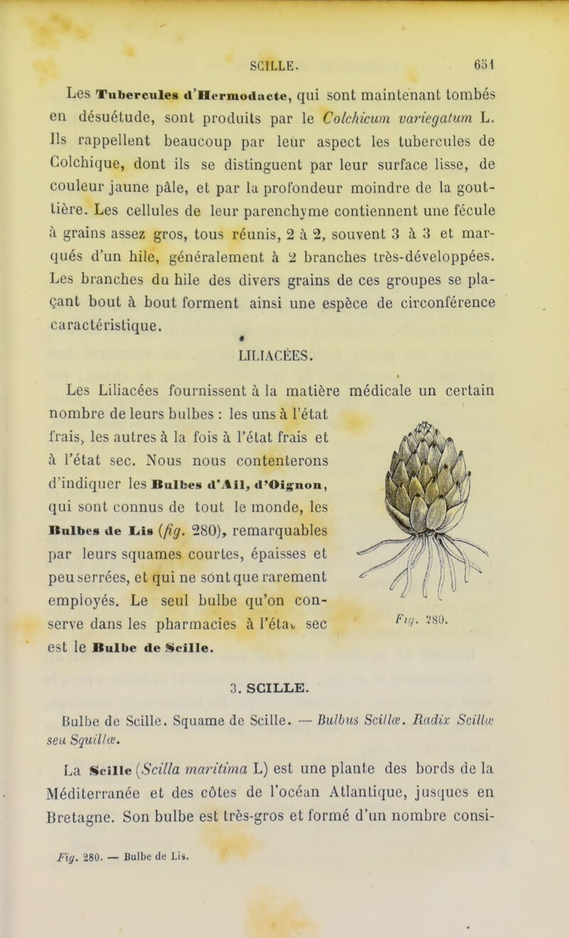 SCILLE. 6ol Les Tubercules d’Hermodactc, qui sont maintenant tombés en désuétude, sont produits par le Colchicum variegaturn L. Ils rappellent beaucoup par leur aspect les tubercules de Colchique, dont ils se distinguent par leur surface lisse, de couleur jaune pâle, et par la profondeur moindre de la gout- tière. Les cellules de leur parenchyme contiennent une fécule à grains assez gros, tous réunis, 2 â 2, souvent 3 â 3 et mar- qués d’un bile, généralement à 2 branches très-développées. Les branches du hile des divers grains de ces groupes se pla- çant bout à bout forment ainsi une espèce de circonférence caractéristique. Ln.IACÊES. I Les Liliacées fournissent à la matière médicale un certain nombre de leurs bulbes : les uns à l’état frais, les autres à la fois â l’état frais et à l’état sec. Nous nous contenterons d’indiquer les Bulbes d’.til, d’Oig^non, qui sout connus de tout le monde, les Bulbes de Lâs {fig. 280), remarquables par leurs squames courtes, épaisses et peu serrées, et qui ne sont que rarement employés. Le seul bulbe qu’on con- serve dans les pharmacies à l’éta^, sec est le Bulbe de Veille. 3. SCILLE. Bulbe de Scille. Squame de Scille. — Bulbus Scillœ. Radix Scillœ seu Squillœ, La Scille [Scüla maritima L) est une plante des bords de la Méditerranée et des côtes de l’océan Atlantique, jusques en Bretagne. Son bulbe est très-gros et formé d’un nombre consi-