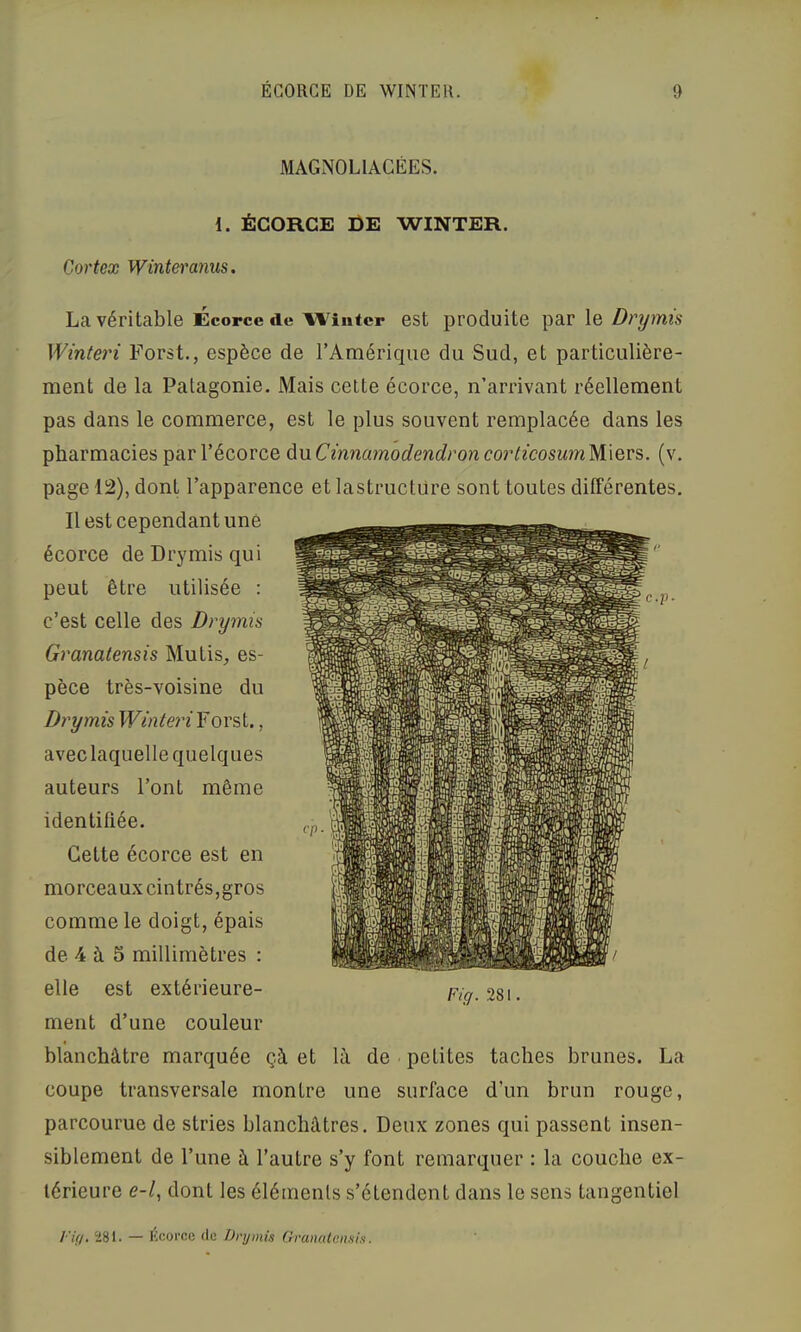 MAGNOLIACÉES. 1. ÉCORCE BE WINTER. Cortex Wintei'anus. La véritable Écorce de Wiiiter est produite par le Drymis Winteri Forst., espèce de TAraérique du Sud, et particulière- ment de la Patagonie. Mais cette écorce, n’arrivant réellement pas dans le commerce, est le plus souvent remplacée dans les pharmacies par l’écorce àwCinnamodendroncorticosumWxQvs,. (v. page 12), dont l’apparence et lastructüre sont toutes dilTérentes. Il est cependant une écorce de Drymis qui peut être utilisée : c’est celle des Drymis Granatensis Mutis, es- pèce très-voisine du Drymis Winteri Forst., avec laquelle quelques auteurs l’ont même identifiée. Cette écorce est en morceaux cintrés,gros comme le doigt, épais de 4 à 5 millimètres : elle est extérieure- ment d’une couleur blanchâtre marquée çà et là de petites taches brunes. La coupe transversale montre une surface d’un brun rouge, parcourue de stries blanchâtres. Deux zones qui passent insen- siblement de l’une à l’autre s’y font remarquer : la couche ex- térieure e-/, dont les éléments s’étendent dans le sens tangentiel Fig. 281 F U). Ï8I. — écorce (le Dnjmis Granalnnsis.