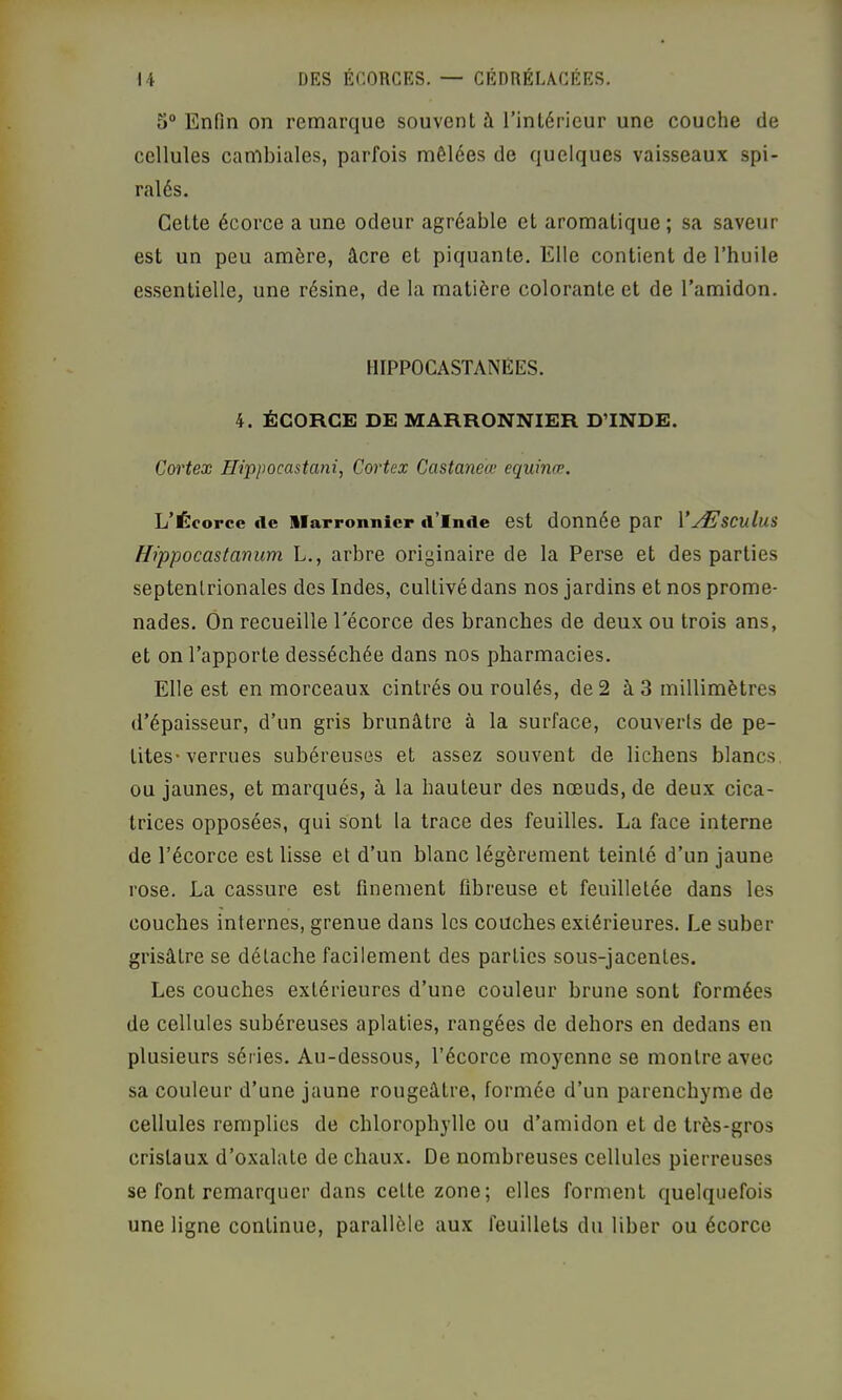 5“ Enfin on remarque souvent à l’intérieur une couche de cellules cambiales, parfois mêlées de quelques vaisseaux spi- ralés. Cette écorce a une odeur agréable et aromatique; sa saveur est un peu amère, âcre et piquante. Elle contient de l’huile essentielle, une résine, de la matière colorante et de l’amidon. HIPPOCASTANÉES. 4. ÉCORCE DE MARRONNIER D’INDE. Cortex Htppocastani, Cortex Castaneœ equinæ. L’Écorce de llarronnicr d’Inde est donnée par VÆsculus Hippocastanum L., arbre originaire de la Perse et des parties septentrionales des Indes, cultivé dans nos jardins et nos prome- nades. On recueille l'écorce des branches de deux ou trois ans, et on l’apporte desséchée dans nos pharmacies. Elle est en morceaux cintrés ou roulés, de 2 à 3 millimètres d’épaisseur, d’un gris brunâtre à la surface, couverts de pe- tites-verrues subéreuses et assez souvent de lichens blancs, ou jaunes, et marqués, à la hauteur des nœuds, de deux cica- trices opposées, qui sont la trace des feuilles. La face interne de l’écorce est lisse et d’un blanc légèrement teinté d’un jaune rose. La cassure est finement fibreuse et feuilletée dans les couches internes, grenue dans les couches extérieures. Le suber grisâtre se détache facilement des parties sous-jacentes. Les couches extérieures d’une couleur brune sont formées de cellules subéreuses aplaties, rangées de dehors en dedans en plusieurs séries. Au-dessous, l’écorce moyenne se montre avec sa couleur d’une jaune rougeâtre, formée d’un parenchyme de cellules remplies de chlorophylle ou d’amidon et de très-gros cristaux d’oxalate de chaux. De nombreuses cellules pierreuses se font remarquer dans cette zone; elles forment quelquefois une ligne continue, parallèle aux feuillets du liber ou écorce