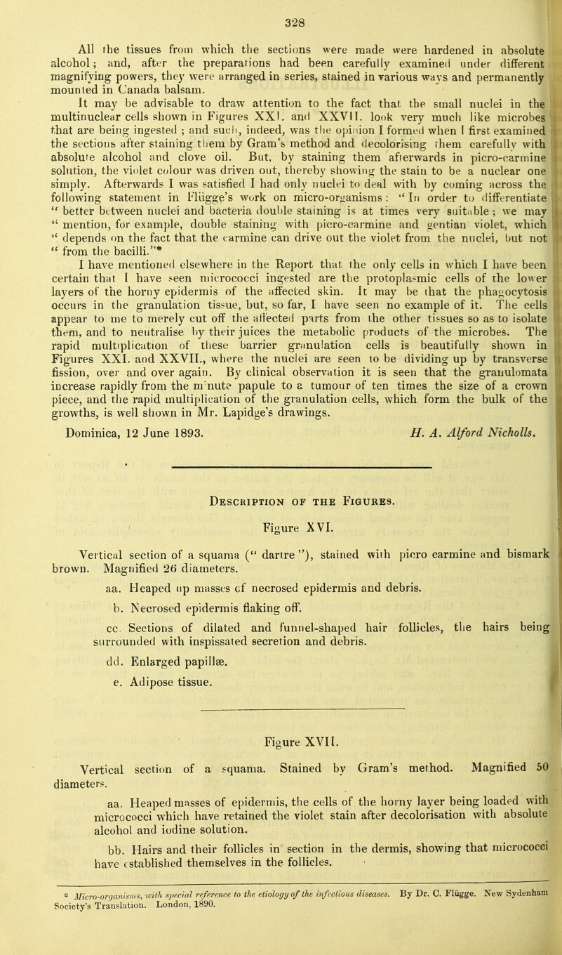 All the tissues from which the sections were made were hardened in absolute alcohol; and, after the preparations had been carefully examined under diflFerent magnifying powers, they were arranged in series, stained in various ways and permanently mounted in Canada balsam. It may be advisable to draw attention to the fact that the small nuclei in the multinuclear cells shown in Figures XXI. and XXVIT. look very much like microbes that are being ingested ; and such, indeed, was the opinion I formed when I first examined the sections after staining them by Gram's method and decolorising them carefully with absolute alcohol and clove oil. But, by staining them afterwards in picro-carmine sohition, the violet colour was driven out, thereby showing the stain to be a nuclear one simply. Afterwards I was satisfied I had only nuclei to deal with by coming across the following statement in Fliigge's work on micro-organisms :  In order to differentiate  better between nuclei and bacteria double staining is at times very suitable ; we may  mention, for example, double staining with picro-carmine and gentian violet, which  depends on the fact that the carmine can drive out the violet from the nuclei, but not  from the bacilh.* I have mentioned elsewhere in the Report that the only cells in which I have been certain that I have seen micrococci ingested are the protoplasmic cells of the lower layers of the horny epidermis of the affected skin. It may be that the phagocytosis occurs in the granulation tissue, but, so far, I have seen no example of it. The cells appear to me to merely cut off the aliected parts from the other tissues so as to isolate them, and to neutralise by their juices the metabolic products of the microbes. The rapid multiplication of these barrier granulation cells is beautifully shown in Figures XXI. and XXVII., where the nuclei are seen to be dividing up by transverse fission, over and over again. By clinical observation it is seen that the grauulomata increase rapidly from the m nut? papule to a tumour of ten times the size of a crown piece, and the rapid multiplication of the granulation cells, which form the bulk of the growths, is well shown in Mr. Lapidge's drawings. Dominica, 12 June 1893. H. A. Alford Nicholls, Desckiption of the Figures. Figure XVI. Vertical section of a squama ( dartre), stained with picro carmine and bisraark brown. Magnified 2(j diameters. aa. Heaped up masses of necrosed epidermis and debris. b. Necrosed epidermis flaking off. cc Sections of dilated and funnel-shaped hair follicles, the hairs being surrounded with inspissated secretion and debris. dd. Enlarged papillae. e. Adipose tissue. Figure XVII. Vertical section of a squama. Stained by Gram's method. Magnified 5 diameters. aa. Heaped masses of epidermis, the cells of the horny layer being loaded wit micrococci which have retained the violet stain after decolorisation with absolut alcohol and iodine solution. bb. Hairs and their foUicIes in section in the dermis, showing that micrococc have established themselves in the follicles. * Micro-organisms, with special reference to the etiology of the infectious diseases. By Dr. C. Fliigge. New Sydenham Society's Translation. London, 1890.