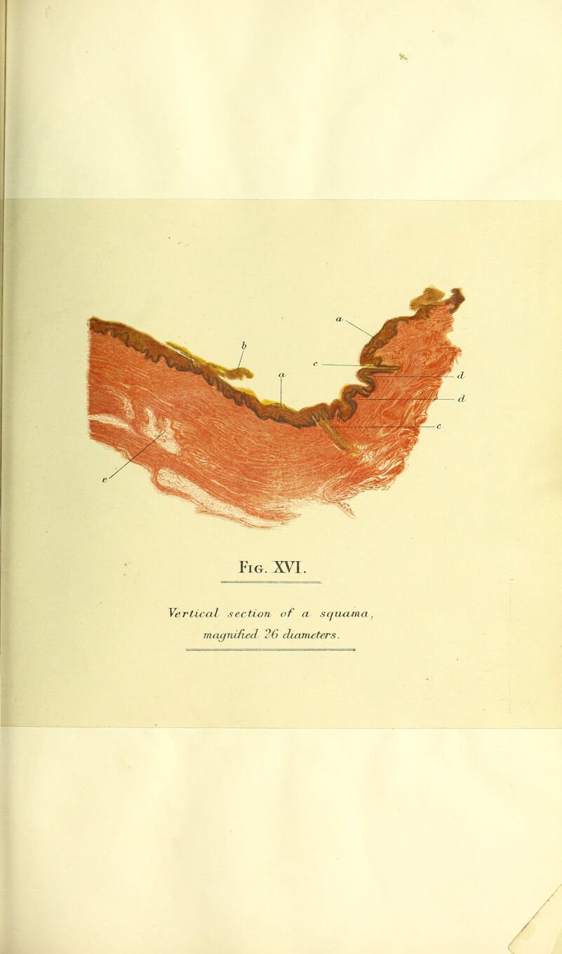 Fig. :xyi. Vertical section of a sqiuvma, Truignified 26 duuneters.