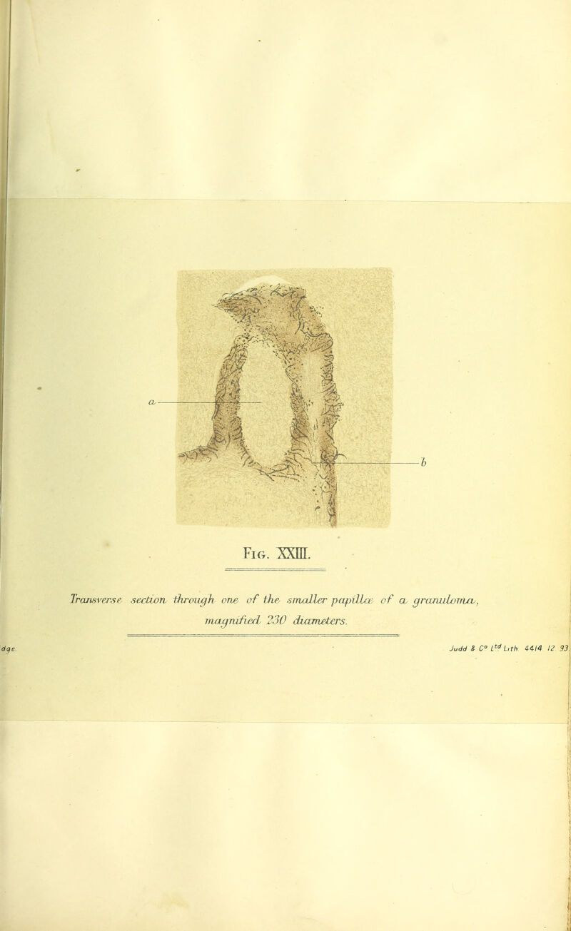 Fig. son. Transverse secdon ihrmigh one of the smaJIer papULa; of cv gramiLoTncu, inagrufwd 230 diameters.