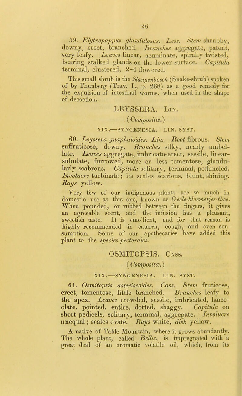 2(j 59. Elytropappus ylundulvsus. Lest. Stem shrubby, downy, erect, branched. Branches aggregate, patent, very leafy. Leaves linear, acuminate, spirally twisted, bearing stalked glands on the lower surface. Capitula terminal, clustered, 2-4 flowered. This small shrub is the Slangenbosch (Snake-shrub) spoken of by Thunberg (Trav. I., p. 268) as a good remedy for the expulsion of intestinal worms, when used in the shape of decoction. LEYSSERA. Lin. (Composite.) XIX.—SYNGENESIA. LIN. SYST. 60. Leyssera gnaphaloides. Lin. Root fibrous. Stem suffruticose, downy. Branches silky, nearly umbel- late. Leaves aggregate, imbricato-erect, sessile, linear- subulate, furrowed, more or less tomentose, glandu- larly scabrous. Capitula solitary, terminal, peduncled. Involucre turbinate ; its scales scarious, blunt, shining. Rays yellow. Very few of our indigenous plants are so much in domestic use as this one, known as Geele-bloemetjes-thee. When pounded, or rubbed between the fingers, it gives an agreeable scent, and the infusion has a pleasant, sweetish taste. It is emollient, and for that reason is highly recommended in catarrh, cough, and even con- sumption. Some of our apothecaries have added this plant to the species pectorales. OSMITOPSIS. Cass. (Composite.) XIX.—SYNGENESIA. LIN. SYST. 61. Osmitopsis asteriscoides. Cass. Stem fruticose, erect, tomentose, little branched. Branches leafy to the apex. Leaves crowded, sessile, imbricated, lance- olate, pointed, entire, dotted, shaggy. Capitula on short pedicels, solitary, terminal, aggregate. Involucre unequal; scales ovate. Rays white, disk yellow. A native of Table Mountain, where it grows abundantly. The whole plant, called Bellis, is impregnated with a great deal of an aromatic volatile oil, which, from its