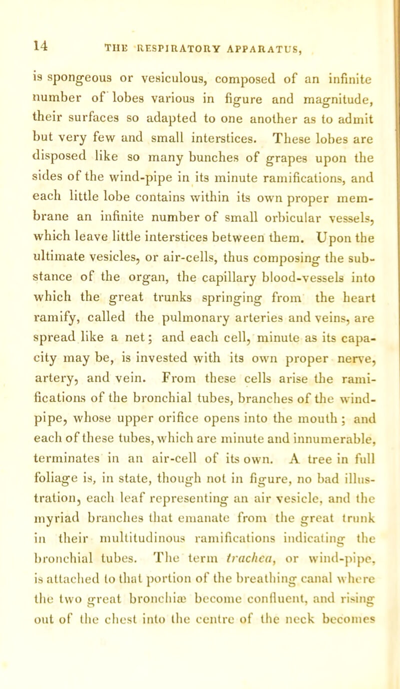 is spong-eous or vesiculous, composed of an infinite number of lobes various in figure and magnitude, their surfaces so adapted to one another as to admit but very few and small interstices. These lobes are disposed like so many bunches of grapes upon the sides of the wind-pipe in its minute ramifications, and each little lobe contains within its own proper mem- brane an infinite number of small orbicular vessels, which leave little interstices between them. Upon the ultimate vesicles, or air-cells, thus composing the sub- stance of the organ, the capillary blood-vessels into which the great trunks springing from the heart ramify, called the pulmonary arteries and veins, are spread like a net; and each cell, minute as its capa- city may be, is invested with its own proper nerve, artery, and vein. From these cells arise the rami- fications of the bronchial tubes, branches of the wind- pipe, whose upper orifice opens into the mouth ; and each of these tubes, which are minute and innumerable, terminates in an air-cell of its own. A tree in full foliage is, in state, though not in figure, no bad illus- tration, each leaf representing an air vesicle, and the myriad branches that emanate from the great trunk in their multitudinous ramifications indicating the bronchial tubes. The term tjachca, or wind-pipe, is attached to that portion of the breathing canal where the two great bronchia! become confluent, and rising out of the chest into the centre of the neck becomes