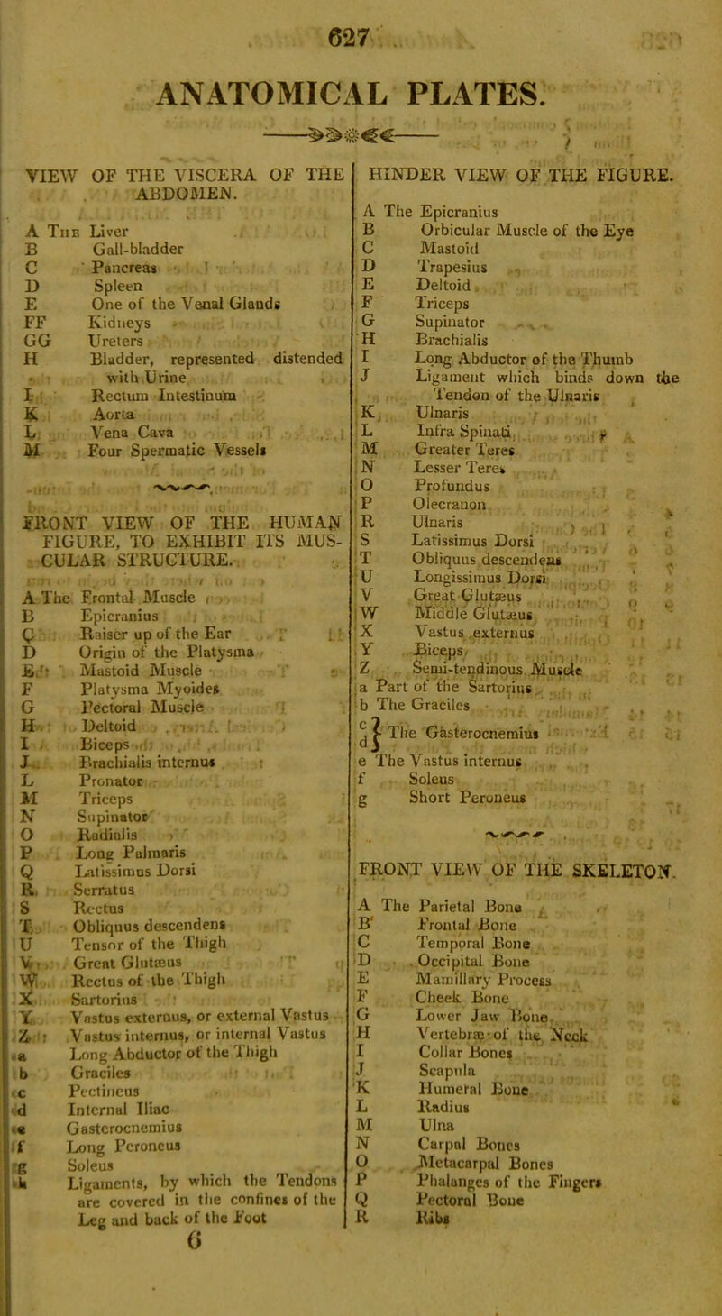 ANATOMICAL PLATES. VIEW OF THE VISCERA OF THE ABDOMEN. j ,j j‘ i.i i » oit) . t. A The Liver B Gall-bladder C Pancreas ' D Spleen E One of the Venal Glands FF Kidneys GG Ureters H Bladder, represented distended with Urine , I Rectum Intestinum K Aorta L Vena Cava M Four Spermatic Vessel* FRONT VIEW OF THE HUMAN FIGURE, TO EXHIBIT ITS MUS- CULAR STRUCTURE. pm ' it . td / i’ .f.'iin ho » A The Frontal Muscle r B 0 D Edt F G H I . J L M N 0 P Q R S % u ,• Wi X Y Z, : • a b >c d •« 1 g ■ u it Epicranius Raiser up of the Ear Origin of the Platysma Mastoid Muscle Platysma Myoides Pectoral Muscle Deltoid ,.i :.[;■• Biceps P>rachialis interim* Pronator Triceps Supinator Radialis Lone Palraaris Latissimus Dorsi Serratus Rectus Obliquus descendens Tensor of the Thigh Great Glntaeus Rectus of the Thigh Sartorius Vastus externus, or external Vastus Vastus interims, or internal Vastus Long Abductor of the 1 high Graciles Pectineus Internal Iliac Gasterocnemius Long Peroncus Soleus Ligaments, by which the Tendons are covered in the confine* of the Lee and back of the T out () HINDER VIEW OF THE FIGURE. A The Epicranius B C D E F G H I J Orbicular Muscle of the Eye Mastoid Trapesius Deltoid . Triceps Supinator Brachialis Long Abductor of the Thumb Ligament which binds down Tendon of the Uinaris K Uinaris L Infra Spinati. f M Greater Teres , N Lesser Teres O Profundus P Olecranon R Uinaris S Latissimus Dorsi T Obliquus descendens U Longissimus D°r*i V Great Glutaeus jW Middle Glutajus X Vastus .externus Y Biceps, Z Semi-tendinous Musde .a Part of the Sartorius b The Graciles c d^ e The Vastus interims f Soleus g Short Peroneus the ) 9<! I i 'J / irrj l hqmC j ••'». rf i r(- j < J q 0 t The Gasterocnemius isbiflt isni /, •. t nyll! a r.r ,! » FRONT VIEW OF THE SKELETON. A The Parietal Bone B‘ Frontal Bone C Temporal Bone D Occipital Bone E Mamillary Process F Cheek Bone G Lower Jaw Bone H Vertebra.'.of the Neck I Collar Bone* J Scapula 'K Humeral Bone L Radius M Ulna N Carpal Bones 0 Metacarpal Bones P Phalanges of the Finger* Q Pectoral !3oue R Rib*