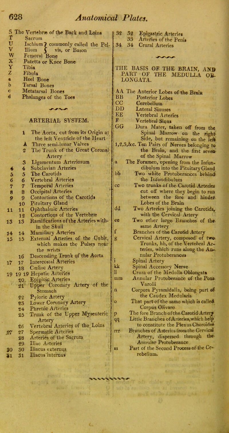 S The Vertebra of the Back and Loins T Sacrum U Ischium 7 commonly called the Pel- V Ilium ^ vis, or Bason W Femoral Bone X Patetta or Knee Bone Y Tibia Z Fibula * Heel Bone b Tarsal Bones c Metatarsal Bones d Phalanges of the Toes ARTERIAL SYSTEM. 1 The Aorta, cut from its Origin at the left Ventricle of the Heart A Three semi-lunar Valves 2 The Trunk of the Great Coronal Artery 3 Ligamentum Arteriosum 4 4 Subclavian Arteries 5 5 The Carotids 6 6 Vertebral Arteries 7 7 Temporal Arteries 8 8 Occipital Arteries 9 9 Contortions of the Carotids 10 Pituitary Gland 11 11 Ophthalmic Arteries 12 Contortions of the Vertebra 13 13 Ramifications of the Arteries with- in the Skull 14 14 Mamillary Arteries 15 15 External Arteries of the Cubit, which makes the Pulses near the wrists 16 Descending Trunk of the Aorta 17 17 Intercostal Arteries 18 Cosliac Artery 19 19 19 Hepatic Arteries 20. Epiplojp Arteries 21 Upper Coronary Artery of the Stomach 22 Pyloric Artery 23 Lower Coronary Artery 24 Phrenic Arteries 25 Trunk of the Upper Mysenteric Artery Vertebral Arteries of the Loins 26 $7 27 Spermatic Arteries 28 Arteries of the Sacrum 29 Iliac Arteries 30 SO Iiiacus exlemqs 31 31 Uiacusinternus 32 32 Epigastric Arteries 33 Arteries of the Penis 34 34 Crural Arteries i THE BASIS OF THE BRAIN, AND ; PART OF THE MEDULLA OB- ; LONGATA. i AA The Anterior Lobes of the Brain BB Posterior Lobes CC Cerebellum DD Lateral Sinuses ; EE Vertebral Arteries F Vertebral Sinus ; GG Dura Mater, taken off from the Spinal Marrow on the right Side, but remaining on the left l,2,3,&c. Ten Pairs of Nerves belonging to the Brain, and the first seven of the Spinal Marrow a The Foramen, opening from the Infun- dibulum into the Pituitary Gland bb Two white Protuberances behind the Infundibulum !cc Two trunks of the Carotid Arteries cut off where they begin to run between the fore and hinder Lobes of the Brain dd Two Arteries joining the Carotids, with the Cervical Artery ee Two other large Branches of the same Artery f Branches of the Carotid Artery g Cervical Artery, composed' of rwo Trunks, hh, of the Vertebral Ar- teries, which runs along the An- nular Protuberances i Spinal Artery kk Spinal Accessory Nerve II Crura of the Medulla Oblongata mm Annular Protuberance of the Pons Varolii n Corpora Pyramidalia, being part of the Caudex Medularis o That part of the same which is called Corpus Olivaro p The fore Branch of the Carotid Artery qq Little Branches of Arteries,which help to constitute the Plexus Choroide* rrr Branches of Arteries from the Cervical Artery, dispersed through the Annular Protuberance ss Part of the Second Process of the Ce- rebellum.