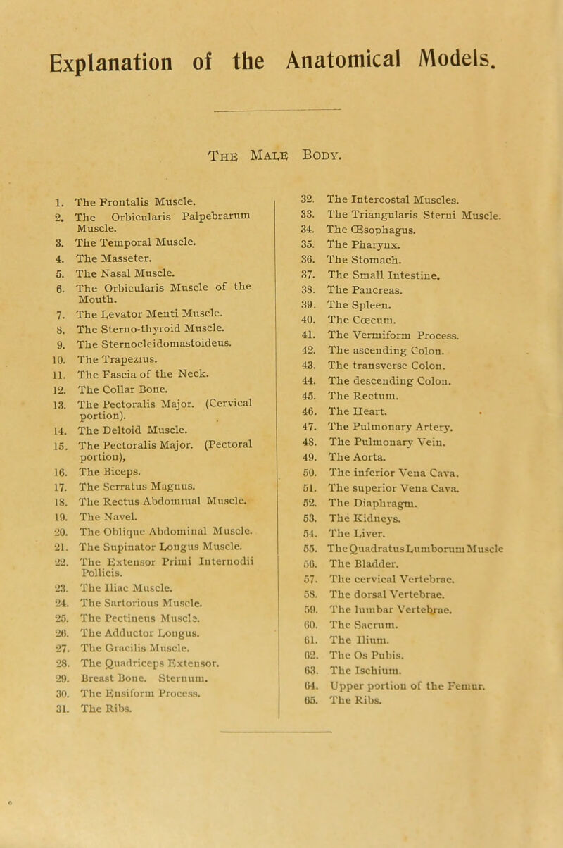 Explanation of the Anatomical Models The Male Body. 1. The Frontalis Muscle, 2. The Orbicularis Palpebrarum Muscle. 3. The Temporal Muscle. 4. The Masseter. 5. The Nasal Muscle. 6. The Orbicularis Muscle of the Mouth. 7. The Eevator Menti Muscle. 8. The Steruo-thyroid Muscle. 9. The Sternocleidomastoideus. 10. The Trapezius. 11. The Fascia of the Neck. 12. The Collar Bone. 13. The Pectoralis Major. (Cervical portion). 14. The Deltoid Muscle. 15. The Pectoralis Major. (Pectoral portion), 16. The Biceps. 17. The Serratus Magnus. 18. The Rectus Abdomiual Muscle. 19. The Navel. 20. The Oblique Abdominal Muscle. 21. The Supinator Lougus Muscle. 22. The Extensor Primi luteriiodii Pollicis. 23. The Iliac Muscle. 24. The Sartorious Muscle. 25. The Pectiueus Muscle. 26. The Adductor Eongus. 27. The Gracilis Muscle. 28. The Quadriceps Extensor. 29. Breast Bone. Sternum. 30. The Eusiform Process. 31. The Rib.s. 32. The Intercostal Muscles. 33. The Triangularis Sterui Muscle. 34. The (Esophagus. 35. The Pharynx. 36. The Stomach. 37. The Small Intestine. 38. The Pancreas. 39. The Spleen. 40. The Ccecum. 41. The Vermiform Process. 42. The ascending Colon. 43. The transverse Colon. 44. The descending Colon. 45. The Rectum. 46. The Heart. 47. The Pulmonary Arterj-. 48. The Pulmonary Vein. 49. The Aorta. 50. The inferior Vena Cava. 51. The superior Vena Cava. 52. The Diaphragm. 53. The Kidne}'s. 54. The Liver. 55. TheQuadratusLumborum Mu.scle 56. The Bladder. 57. The cervical Vertebrae. 58. The dorsal Vertebrae. 59. The lumbar Vertebrae. 60. The Sacrum. 61. The Ilium. 02. The Os Pubis. 63. The Ischium. 64. Upper portion of the Femur. 65. The Ribs.