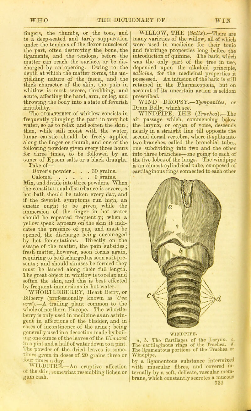 fingers, the thumbs, or the toes, and is a deep-seated and tardy suppuration under the tendons of the flexor muscles of the part, often destroying the bone, the ligaments, and the tendons, before the matter can reach the surface, or be dis- charged by an opening. Owing to the depth at which the matter forms, the un- yielding nature of the fascia, and the thick character of the skin, the pain in whitlow is most severe, throbbing, and acute, aifecting the hand, arm, or leg, and throwing the body into a state of feverish iiTitability. The TEEATMENT of whitlow consists in frequently plunging the part in very hot water, so as to relax and soften the skin; then, while still moist with the water, lunar caustic should be freely applied along the finger or thumb, and one of the following powders given every three hours for three times, to be followed by an ounce of Epsom salts or a black draught. Take of— Dover’s powder ... 30 grains. Calomel 9 grains. Mix, and divide into three powders. When the constitutional disturbance is severe, a' hot bath should be taken every day, and if the feverish symptoms run high, an emetic ought to be given, while the immersion of the finger in hot water should be repeated frequently; when a yellow speck appears on the skin it indi- cates the presence of pus, and must be opened, the discharge being encom-aged by hot fomentations. Directly on the escape of the matter, the pain subsides j fresh matter, however, soon forms again, requiring to be discharged as soon as it pre- sents ; and should sinuses be formed they must be lanced along their full length. The great obiect in whitlow is to relax and soften the skin, and this is best effected by frequent immersions in hot water. WHORTLEBERRY, Heart Berry, or Bilberry (professionally known as Uva ursi).—A trailing plant common to the whole of northern Europe. The whortle- berry is only used in medicine as an astrin- gent in affections of the bladder, and in cases of incontinence of the urine; being generally used in a decoction made by boil- ing one ounce of the leaves of the Uva ursi in a pint and a half of water down to a pint. The powder of the dried leaves is some- times given in doses of 20 grains three or four times a day. WILDFIRE.—An eruptive affection of the skin, somewhat resembling lichen or gum rash. WILLOW, THE {Salix).—There are many varieties of the willow, all of which were used in medicine for their tonic and febrifuge properties long before the introduction of quinine. The bark, which was the only part of the tree in use, depended upon the alkaloid principle, salicine, for the medicinal properties it possessed. An infusion of the bark is still retained in the Pharmacopceia, but on account of its tmeertain action is seldom prescribed. WIND DROPSY.—Tympanites, or Drum Belly, which see. WINDPIPE, THE {Trachea).—The air passage whieh, commencing below the larynx, or organ of voice, descends nearly m a straight line till opposite the second dorsal vertebra, where it splits into two branches, called the bronchial tubes, one subdividing into two and the other into three branches—one going to each of the five lobes of the lungs. The windpipe is an almost cylindrical tube, composed of cartilaginous rings connected to each other WINDFIPE. a, h. The Cartilages of the Larynx, c. The cartilaginous rings of the Trachea, d- The ligamentous portions of the Trachea or Windpipe. b^ a ligamentous substance intennixed with muscular fibres, and covered in- ternally by a soft, delicate, vascular mem- brane, which constantly secretes a mucous 731