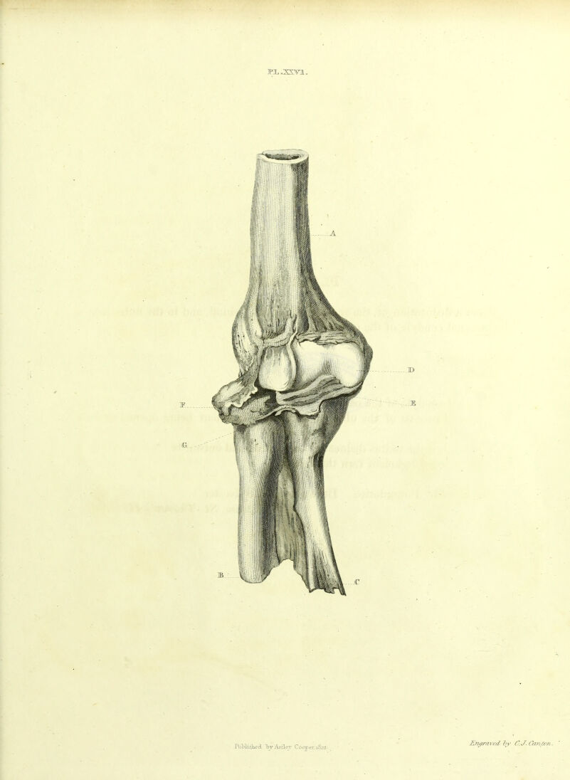 Hiblisjiecl bjAsder Cooper.iS22. £ni;?-a\vii CI J. Canten.