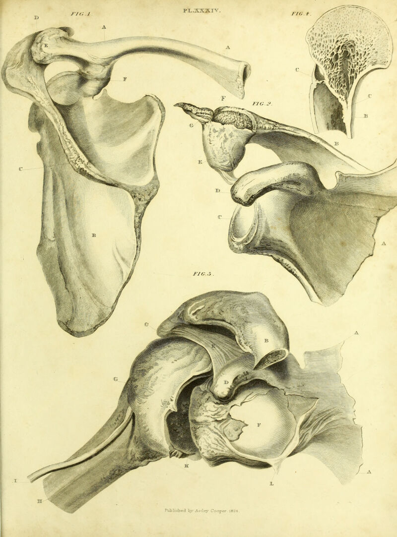 PuMished iiy- Astley Coaper. 1824