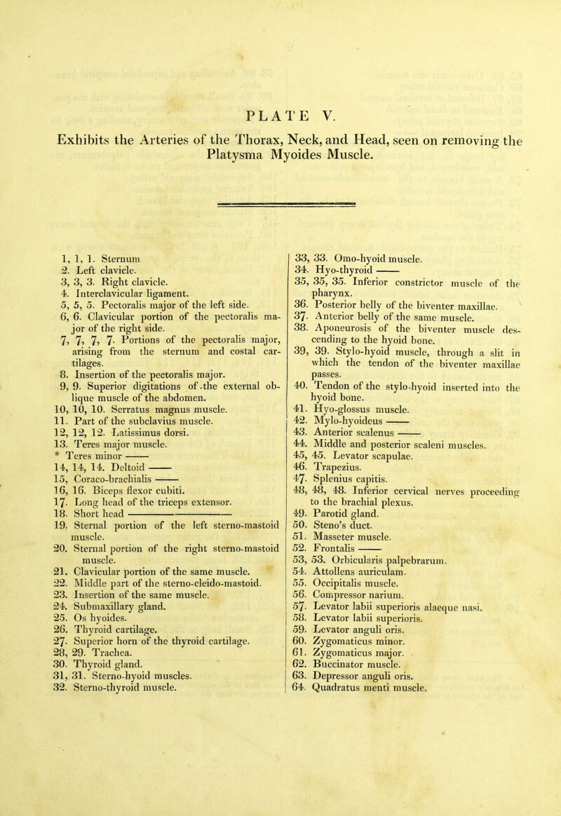 Exhibits the Arteries of the Thorax, Neck, and Head, seen on removing the Platysma Myoides Muscle. 1, 1, 1. Sternum 2, Left clavicle. 3, 3, 3. Right clavicle. 4, Interclavicular ligament. 5, 5, 5. Pectoralis major of the left side. 6, 6. Clavicular portion of the pectoralis ma- jor of the right side. 7; 7? 7? 7- Portions of the pectoralis major, arising from the sternum and costal car- tilages. 8. Insertion of the pectoralis major. 9, 9. Superior digitations of .the external ob- lique muscle of the abdomen. 10. 10, 10. Serratus magnus muscle. 11. Part of the subclavius muscle. 12. 12, 12. Latissimus dorsi. 13. Teres major muscle. * Teres minor 14. 14, 14. Deltoid 15. Coraco-brachialis 16. 16. Biceps flexor cubiti. 17. Long head of the triceps extensor. 18. Short head 19. Sternal portion of the left sterno-mastoid muscle. 20. Sternal portion of the right sterno-mastoid muscle. 21. Clavicular portion of the same muscle. 22. Middle part of the sterno-cleido-mastoid. 23. Insertion of the same muscle. 24. Submaxillary gland. 25. Os hyoides. 26. Thyroid cartilage. 27. Superior horn of the thyroid cartilage. 28. 29. Trachea. .30. Thyroid gland. 31, 31. Sterno-hyoid muscles. 32. Sterno-thyroid muscle. I 33, 33. Omo-hyoid muscle. 34. Hyo-thyroid 35. 35, 35. Inferior constrictor muscle of the pharynx. 36. Posterior belly of the biventer maxillae. 37. Anterior belly of the same muscle. 38. Aponeurosis of the biventer muscle des- cending to the hyoid bone. 39. 39. Stylo-hyoid muscle, through a slit in which the tendon of the biventer maxillae passes. 40. Tendon of the stylo-hyoid inserted into the hyoid bone. 41. Hyo-glossus muscle. 42. Mylo-hyoideus 43. Anterior scalenus 44. Middle and posterior scaleni muscles. 45. 45. Levator scapulae. 46. Trapezius. 47. Splenius capitis. 48. 48, 48. Inferior cervical nerves proceeding to the brachial plexus. 49. Parotid gland. 50. Steno's duct. 51. Masseter muscle. 52. Frontalis 53. 53. Orbicularis palpebrarum. 54. AttoUens auriculam. 55. Occipitalis muscle. 56. Compressor narium. 57. Levator labii superioris alaeque nasi. 58. Levator labii superioris. 59. Levator anguli oris. 60. Zygomaticus minor. 61. Zygomaticus major. 62. Buccinator muscle. 63. Depressor anguli oris. 64. Quadratus menti muscle.