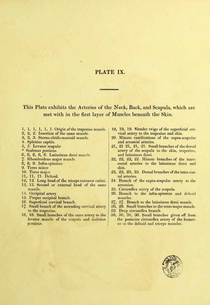 This Plate exhibits the Arteries of the Neck, Back, and Scapula, which are met with in the first layer of Muscles beneath the Skin. 1, 1, 1, 1, 1, 1. Origin of the trapezius muscle. 2, 2, 2. Insertion of the same muscle. 3, 3, 3. Sterno-cleido-mastoid muscle. 4, Splenius capitis. 5, 5. Levator scapulae * Scalenus posticus. 6, 6, 6, 6, 6. Latissimus dorsi muscle. 7- Rhomboideus major muscle. 8. 8, 8. Infra-spinatus. 9. Teres minor 10. Teres major. 11. 11, Tl. Deltoid. 12. 12. Long head of tlie triceps extensor cubiti. 13. 13. Second or external head of the same muscle. 14. Occipital artery. 15. Proper occipital branch. 16. Superficial cervical branch. 17- Small branch of the ascending cervical artery to the trapezius. 18, 18. Small branches of the same artery to the levator muscle of the scapula and scalenus posticus. 19, 19, 19- Slender twigs of the superficial cer- vical artery to the trapezius and skin. 20, Minute ramifications of the supra-scapuiar and acromial arteries. 21, 21 21, 21, 21. Small branches of the dorsal artery of the scapula to the skin, trapezius, and latissimus dorsi. 22, 22, 22, 22. Minute branches of the inter- costal arteries to the latissimus dorsi and skin. 23, 23, 23, 23. Dorsal branches of the inter-cos- tal arteries. 24, Branch of the supra-scapular artery to the acromion. 25, Circumflex artery of the scapula. 26, Branch to the infra-spinatus and deltoid muscles. 27, 27. Branch to the latissimus dorsi muscle. 28, 28. Small branches to the teres major muscle. 29- Deep circumflex branch. 30, 30, 30, 30. Small branches given ofl' from the posterior circumflex artery of the humer- us to the deltoid and triceps muscles.