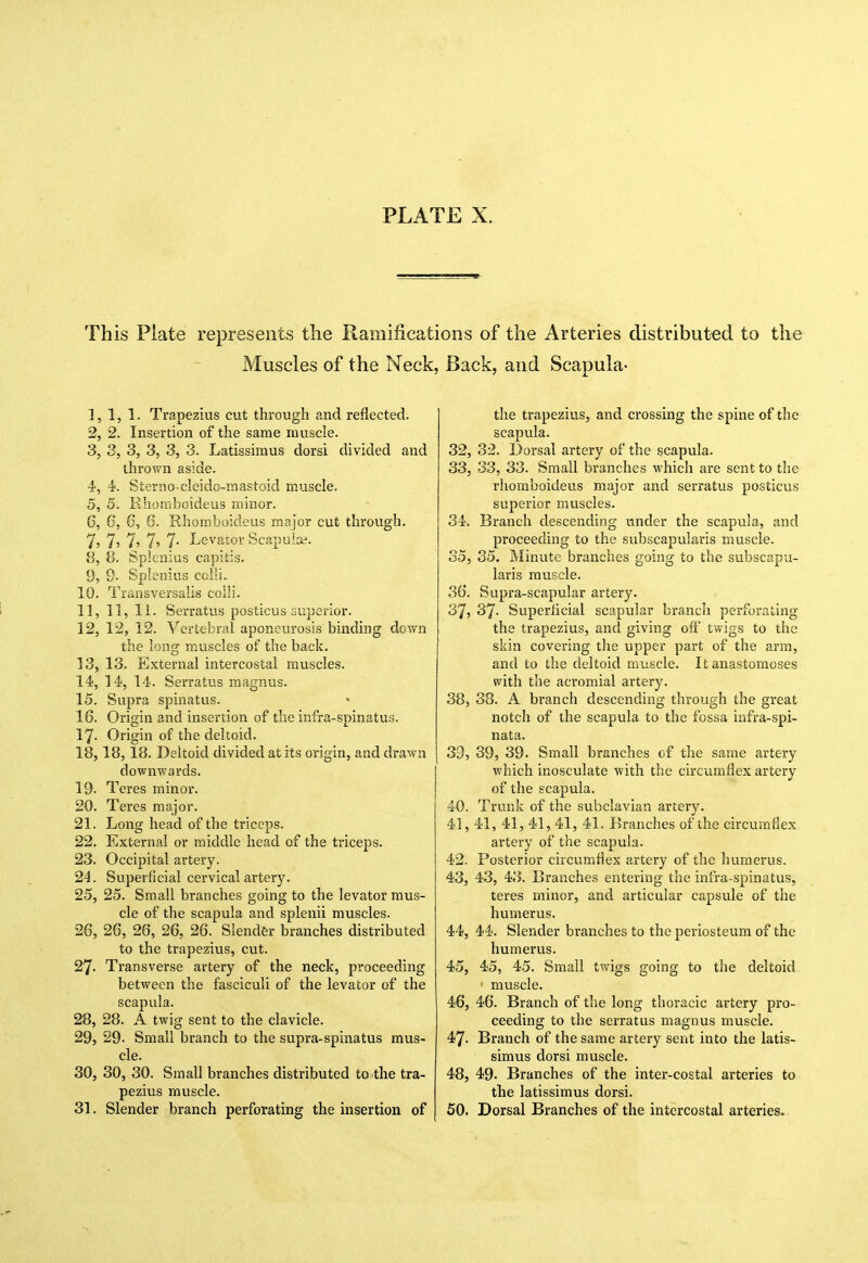 This Plate represents the Ramifications of the Arteries distributed to the Muscles of the Neck, Back, and Scapula- 1, 1, 1. Trapezius cut through and reflected. 2, 2. Insertion of the same muscle. 3, 3, 3, 3, 3, 3. Latissimus dorsi divided and thrown aside. 4, 4. Sterno-cleido-raastoid muscle. 5, 5. Rhomboideus minor. 6, 6, 6, 6. Rhomboideus major cut through. 7, 7> 7. 7. 7- Levator Scapulae. 8, 8. Splenius capitis. 9, 9- Splenius colli. 10, Trraisversalis colli. 11, 11, 11. Serratus posticus superior. 12, 12, 12. Vertebral aponeurosis binding down the lov.a; muscles of the back. 13, 13. External intercostal muscles. 14, 14, 14. Serratus magnus. 15, Supra spinatus. 16, Origin and insertion of the infra-spinatus. 17- Origin of the deltoid. 18,18,18. Deltoid divided at its origin, and drawn downwards. 19- Teres minor. 20. Teres major. 21. Long head of the triceps. 22. External or middle head of the triceps. 23. Occipital artery. 24. Superficial cervical artery. 25. 25. Small branches going to the levator mus- cle of the scapula and splenii muscles. 26. 26, 26, 26, 26. Slender branches distributed to the trapezius, cut. 27. Transverse artery of the neck, proceeding between the fasciculi of the levator of the scapula. 28. 28. A twig sent to the clavicle. 29. 29. Small branch to the supra-spinatus mus- cle. 30. 30, 30. Small branches distributed to the tra- pezius muscle. 31. Slender branch perforating the insertion of the trapezius, and crossing the spine of the scapula. 32, 32. Dorsal artery of the scapula. 33, 33, 33. Small branches which are sent to the rhomboideus major and serratus posticus superior muscles. 34, Branch descending under the scapula, and proceeding to the subscapularis muscle. 35, 35. Minute branches going to the subscapu- laris muscle. 36, Supra-scapular artery. 37, 37. Superlicial scapular branch perforating the trapezius, and giving off twigs to the skin covering the upper part of the arm, and to the deltoid muscle. It anastomoses with the acromial artery. 38, 38. A branch descending through the great notch of the scapula to the fossa infra-spi- nata. 39, 39, 39- Small branches of the same artery which inosculate with the circumflex artery of the scapula. 40, Trunk of the subclavian artery. 41, 41, 41, 41, 41, 41. Branches of the circumflex artery of the scapula. 42, Posterior circumflex artery of the humerus. 43, 43, 43. Branches entering the infra-spinatus, teres minor, and articular capsule of the humerus. 44, 44. Slender branches to the periosteum of the humerus. 45, 45, 45. Small twigs going to the deltoid muscle. 46, 46. Branch of the long thoracic artery pro- ceeding to the serratus magnus muscle. 47, Branch of the same artery sent into the latis- simus dorsi muscle. 48, 49. Branches of the inter-costal arteries to the latissimus dorsi. 50. Dorsal Branches of the intercostal arteries.