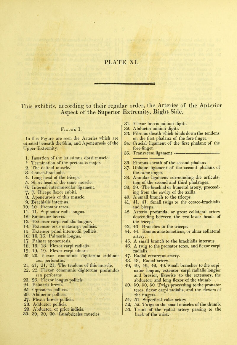 This exhibits, according to their regu' Aspect of the Superior FiGUllE I. In this Figure are seen the Arteries which are situated beneath the Skin, and Aponeurosis of the Upper Extremity. 1. Insertion of the latissimus dorsi muscle. * Termination of the pectoralis major. 2. The deltoid muscle. 3. Coraco-brachialis. 4. Long head of the triceps. 5. Short head of the same muscle. 6. Internal intermuscular ligament. 7. 7* Biceps flexor cubiti. 8. Aponeurosis of this muscle. 9. Brachialis internus. 10. 10. Pronator teres. 11. 11. Supinator radii longus. 12. Supinator brevis. 13. Extensor carpi radialis longior. 14. Extensor ossis metacarpi poUicis. 15. Extensor primi internodii poUicis. 16. 16, 16. Falmaris longus. 17. Palmar aponeurosis. 18. 18, 18. Flexor carpi radialis. 19. 19, 19. Flexor carpi ulnaris. 20. 20. Flexor communis digitorum sublimis seu perforatus. 21. 21, 21, 21, The tendons of this muscle. 22. 22. Flexor communis digitorum profundus seu perforans. 23. 23, Flexor longus pollicis. 24. Palmaris brevis. 25. Opponens pollicis. 26. Abductor pollicis. 27. Flexor brevis pollicis. 28. Adductor pollicis. 29. Abductor, or prior indicis. 30. 30, 30, 30. Lumbricales muscles. ar order, the Arteries of the Anterior Extremity, Right Side. 31. Flexor brevis minimi digiti. 32. Abductor minimi digiti. 33. Fibrous sheath which binds down the tendons on the first phalanx of the fore-finger. 34. Crucial ligament of the first phalanx of the fore-finger. 35. Transverse ligament 36. Fibrous sheath of the second phalanx. 37. Oblique ligament of the second phalanx of the same finger. 38. Annular ligament surrounding the articula- tion of the second and third phalanges. 39. 39- The brachial or humeral artery, proceed- ing from the cavity of the axilla. 40. A small branch to the triceps. 41. 41, 41. Small twigs to the coraco-brachialis and biceps. 42. Arteria profunda, or great collateral artery descending between the two lower heads of the triceps. 43. 43 Branches to the triceps. 44. 44. Ramus anastomoticus, or ulnar collateral artery. 45. A small branch to the brachialis internus. 46. A twig to the pronator teres, and flexor carpi radialis. 47. Radial recurrent artery. 48. 48, Radial artery. 49. 49, 49, 49, 49. Small branches to the supi- nator longus, extensor carpi radialis longior and brevior, likewise to the extensors, the abductor, and long flexor of the thumb. 50. 6>3, 50, 50. Twigs proceeding to the pronator teres, flexor carpi radialis, and the flexors of the fingers. 51. 51 Superfical volar artery. 52. 52. Twigs to the small muscles of the thumb. 53. Trunk of the radial artery passing to the back of the wrist.