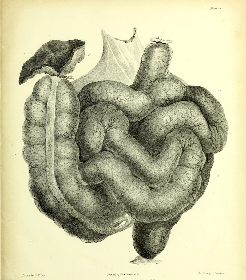 PUU Vlj. Drawn by W. F. Cocks Prmud. Vy Engthmamn KCo. On Stone by WFairland