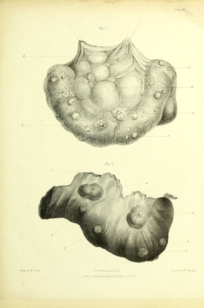 PlaU 15., / / Fig 2. Draion hy W. P Cocks. J^rmlzd. ly Eri^ehnann K Co London. fu.Wish.ed hy BeiUmn IC Ovjbck. jSe/il 1828. SlSTU by W 'TodHemd