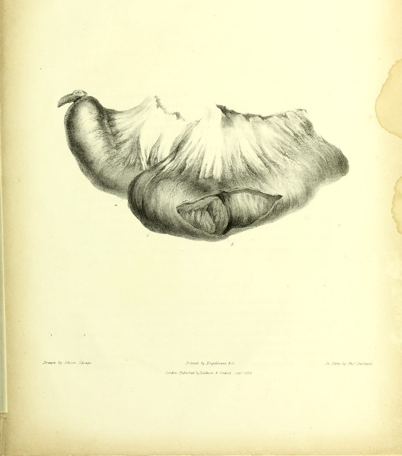 Cn SZone by The ^ J'turieoio