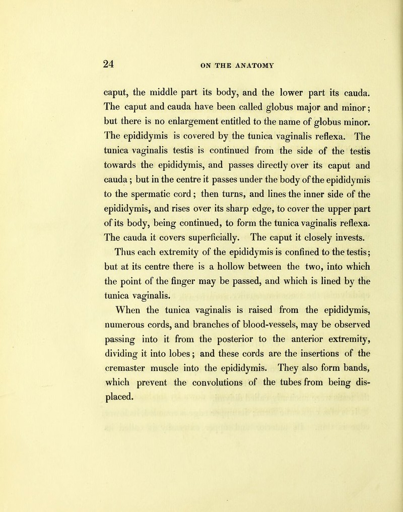 caput, the middle part its body, and the lower part its cauda. The caput and cauda have been called globus major and minor; but there is no enlargement entitled to the name of globus minor. The epididymis is covered by the tunica vaginalis reflexa. The tunica vaginalis testis is continued from the side of the testis towards the epididymis, and passes directly over its caput and cauda; but in the centre it passes under the body of the epididymis to the spermatic cord; then turns, and lines the inner side of the epididymis, and rises over its sharp edge, to cover the upper part of its body, being continued, to form the tunica vaginalis reflexa. The cauda it covers superficially. The caput it closely invests. Thus each extremity of the epididymis is confined to the testis; but at its centre there is a hollow between the two, into which the point of the finger may be passed, and which is lined by the tunica vaginalis. When the tunica vaginalis is raised from the epididymis, numerous cords, and branches of blood-vessels, may be observed passing into it from the posterior to the anterior extremity, dividing it into lobes; and these cords are the insertions of the cremaster muscle into the epididymis. They also form bands, which prevent the convolutions of the tubes from being dis- placed.