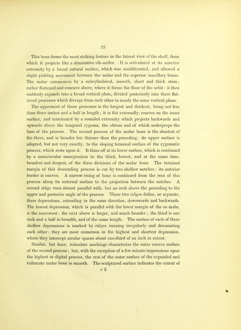 This bone forms the most striking feature in the lateral view of the skull, from which it projects like a diminutive elk-antler. It is articulated at its anterior extremity by a broad sutural surface, which was unobliterated, and allowed a slight yielding movement between the malar and the superior maxillary bones. The malar commences by a subcyliridrical, smooth, short and thick stem; rather flattened and concave above, where it forms the floor of the orbit: it then suddenly expands into a broad vertical plate, divided posteriorly into three flat- tened processes which diverge from each other in nearly the same vertical plane. The uppermost of these processes is the longest and thickest, being not less than three inches and a half in length; it is flat externally, convex on the inner surface, and terminated by a rounded extremity which projects backwards and upwards above the temporal zygoma, the obtuse end of which underprops the base of the process. The second process of the malar bone is the shortest of the three, and is broader but thinner than the preceding: its upper surface is adapted, but not very exactly, to the sloping terminal surface of the zygomatic process, which rests upon it. It thins off at its lower surface, which is continued by a semicircular emargination to the third, lowest, and at the same time, broadest and deepest, of the three divisions of the malar bone. The terminal margin of this descending process is cut by two shallow notches: its anterior border is convex. A narrow rising of bone is continued from the root of this process along its external surface to the projection between the notches. A second ridge runs almost parallel with, but an inch above the preceding to the upper and posterior angle of the process. These two ridges define, or separate, three depressions, extending in the same direction, downwards and backwards. The lowest depression, which is parallel with the lower margin of the os malse, is the narrowest; the next above is larger, and much broader ; the third is one inch and a half in breadth, and of the same length. The surface of each of these shallow depressions is marked by ridges running irregularly and decussating each other: they are most numerous in the highest and shortest depression, where they intercept areolar spaces about one-third of an inch in extent. Similar, but finer, reticulate markings characterize the outer convex surface of the second process ; but, with the exception of a few minute impressions upon the highest or digital process, the rest of the outer surface of the expanded and trifurcate malar bone is smooth. The sculptured surface indicates the extent of c 2
