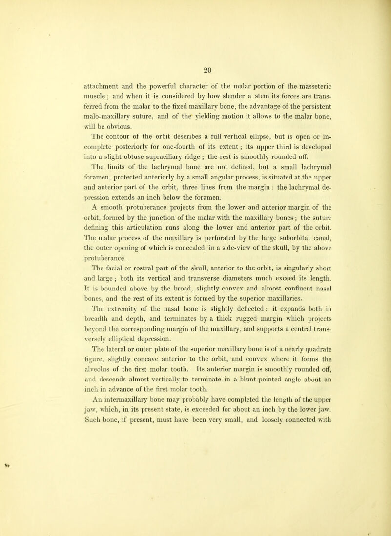 attachment and the powerful character of the malar portion of the masseteric muscle ; and when it is considered by how slender a stem its forces are trans- ferred from the malar to the fixed maxillary bone, the advantage of the persistent malo-maxillary suture, and of the yielding motion it allows to the malar bone, will be obvious. The contour of the orbit describes a full vertical ellipse, but is open or in- complete posteriorly for one-fourth of its extent; its upper third is developed into a slight obtuse supraciliary ridge ; the rest is smoothly rounded off. The limits of the lachrymal bone are not defined, but a small lachrymal foramen, protected anteriorly by a small angular process, is situated at the upper and anterior part of the orbit, three lines from the margin: the lachrymal de- pression extends an inch below the foramen. A smooth protuberance projects from the lower and anterior margin of the orbit, formed by the junction of the malar with the maxillary bones ; the suture defining this articulation runs along the lower and anterior part of the orbit. The malar process of the maxillary is perforated by the large suborbital canal, the outer opening of which is concealed, in a side-view of the skull, by the above protuberance. The facial or rostral part of the skull, anterior to the orbit, is singularly short and large; both its vertical and transverse diameters much exceed its length. It is bounded above by the broad, slightly convex and almost confiuent nasal bones, and the rest of its extent is formed by the superior maxillaries. The extremity of the nasal bone is slightly deflected : it expands both in breadth and depth, and terminates by a thick rugged margin which projects beyond the corresponding margin of the maxillary, and supports a central trans- versely elliptical depression. The lateral or outer plate of the superior maxillary bone is of a nearly quadrate figure, slightly concave anterior to the orbit, and convex where it forms the alveolus of the first molar tooth. Its anterior margin is smoothly rounded ofi, and descends almost vertically to terminate in a blunt-pointed angle about an inch in advance of the first molar tooth. An intermaxillary bone may probably have completed the length of the upper jaw, which, in its present state, is exceeded for about an inch by the lower jaw. Such bone, if present, must have been very small, and loosely connected with