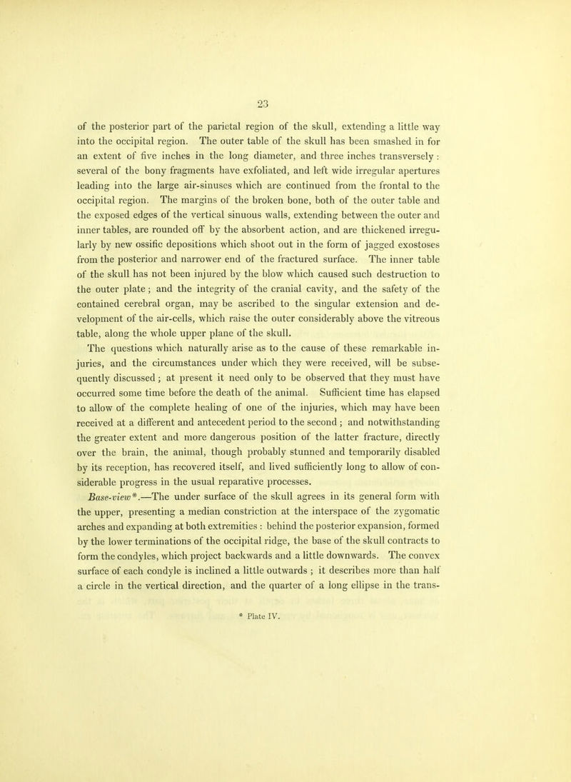 of the posterior part of the parietal region of the skull, extending a little way into the occipital region. The outer table of the skull has been smashed in for an extent of five inches in the long diameter, and three inches transversely : several of the bony fragments have exfoliated, and left wide irregular apertures leading into the large air-sinuses which are continued from the frontal to the occipital region. The margins of the broken bone, both of the outer table and the exposed edges of the vertical sinuous walls, extending between the outer and inner tables, are rounded off by the absorbent action, and are thickened irregu- larly by new ossific depositions which shoot out in the form of jagged exostoses from the posterior and narrower end of the fractured surface. The inner table of the skull has not been injured by the blow which caused such destruction to the outer plate; and the integrity of the cranial cavity, and the safety of the contained cerebral organ, may be ascribed to the singular extension and de- velopment of the air-cells, which raise the outer considerably above the vitreous table, along the whole upper plane of the skull. The questions which naturally arise as to the cause of these remarkable in- juries, and the circumstances under which they were received, will be subse- quently discussed; at present it need only to be observed that they must have occurred some time before the death of the animal. Sufficient time has elapsed to allow of the complete healing of one of the injuries, which may have been received at a different and antecedent period to the second ; and notwithstanding the greater extent and more dangerous position of the latter fracture, directly over the brain, the animal, though probably stunned and temporarily disabled by its reception, has recovered itself, and lived sufficiently long to allow of con- siderable progress in the usual reparative processes. Base-view^'.—The under surface of the skull agrees in its general form with the upper, presenting a median constriction at the interspace of the zygomatic arches and expanding at both extremities : behind the posterior expansion, formed by the lower terminations of the occipital ridge, the base of the skull contracts to form the condyles, which project backwards and a little downwards. The convex surface of each condyle is inclined a little outwards ; it describes more than half a circle in the vertical direction, and the quarter of a long ellipse in the trans-