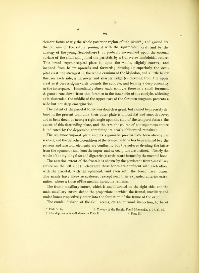element forms nearly the whole posterior region of the skull* ; and guided by the remains of the suture joining it with the squamo-temporal, and by the analogy of the young Scelidothere f, it probably encroached upon the coronal surface of the skull and joined the parietals by a transverse lambdoidal suture. This broad supra-occipital plate is, upon the whole, slightly convex, and inclined from below upwards and forwards; developing superiorly the occi- pital crest, the strongest in the whole cranium of the Mylodon, and a little below this, on each side, a narrower and sharper ridge (e) receding from the upper crest as it curves dj^wnwards towards the condyle, and leaving a deep concavity in the interspace. Immediately above each condyle there is a small foramen. A groove runs down from this foramen to the inner side of the condyle, widening as it descends: the middle of the upper part of the foramen magnum presents a wide but not deep emargination. The extent of the parietal bones was doubtless great, but cannot be precisely de- fined in the present cranium: their outer plate is almost flat and smooth above, and is bent down at nearly a right angle upon the side of the temporal fossa ; the extent of this descending plate, and the straight course of the squamous suture is indicated by the depression containing its nearly obliterated remains J. The squamo-temporal plate and its zygomatic process have been already de- scribed, and the detached condition of the tympanic bone has been alluded to ; the petrous and mastoid elements are confluent, but the sutures dividing the latter from the squamous and from the supra- and ex-occipitals are distinct. Nearly the whole of the stylo-hyal (&) and digastric (c) cavities are formed by the mastoid bone. The anterior extent of the frontals is shown by the persistent fronto-maxillary suture on the left side § ; elsewhere these bones are confluent with each other, with the parietal, with the sphenoid, and even with the broad nasal bones. The nasals have likewise coalesced, except near their expanded anterior extre- mities, where a trace of4he median harmonia remains. The fronto-maxillary suture, which is unobliterated on the right side, and the malo-maxillary suture, define the proportions in which the frontal, maxillary and malar bones respectively enter into the formation of the frame of the orbit. The cranial division of the skull seems, on an outward inspection, to be of * Flate V. fig. 1. t Zoology of the Beagle, Fossil Mammalia, p. 77. pi. 22. I This depression is well shown in Plate II. § Plate III.