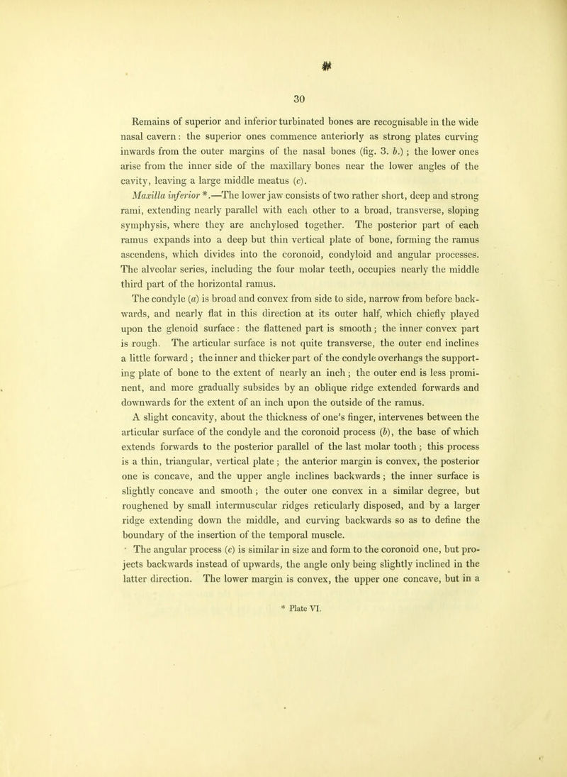 Remains of superior and inferior turbinated bones are recognisable in the wide nasal cavern: the superior ones commence anteriorly as strong plates curving inwards from the outer margins of the nasal bones (fig. 3. b.) ; the lower ones arise from the inner side of the maxillary bones near the lower angles of the cavity, leaving a large middle meatus (c). Maxilla inferior *.—The lower jaw consists of two rather short, deep and strong rami, extending nearly parallel with each other to a broad, transverse, sloping symphysis, where they are anchylosed together. The posterior part of each ramus expands into a deep but thin vertical plate of bone, forming the ramus ascendens, which divides into the coronoid, condyloid and angular processes. The alveolar series, including the four molar teeth, occupies nearly the middle third part of the horizontal ramus. The condyle (a) is broad and convex from side to side, narrow from before back- wards, and nearly flat in this direction at its outer half, which chiefly played upon the glenoid surface: the flattened part is smooth; the inner convex part is rough. The articular surface is not quite transverse, the outer end inclines a little forward ; the inner and thicker part of the condyle overhangs the support- ing plate of bone to the extent of nearly an inch; the outer end is less promi- nent, and more gradually subsides by an oblique ridge extended forwards and downwards for the extent of an inch upon the outside of the ramus. A slight concavity, about the thickness of one's finger, intervenes between the articular surface of the condyle and the coronoid process (6), the base of which extends forwards to the posterior parallel of the last molar tooth; this process is a thin, triangular, vertical plate; the anterior margin is convex, the posterior one is concave, and the upper angle inclines backwards; the inner surface is slightly concave and smooth ; the outer one convex in a similar degree, but roughened by small intermuscular ridges reticularly disposed, and by a larger ridge extending down the middle, and curving backwards so as to define the boundary of the insertion of the temporal muscle. • The angular process (c) is similar in size and form to the coronoid one, but pro- jects backwards instead of upwards, the angle only being slightly inclined in the latter direction. The lower margin is convex, the upper one concave, but in a * Plate VI.
