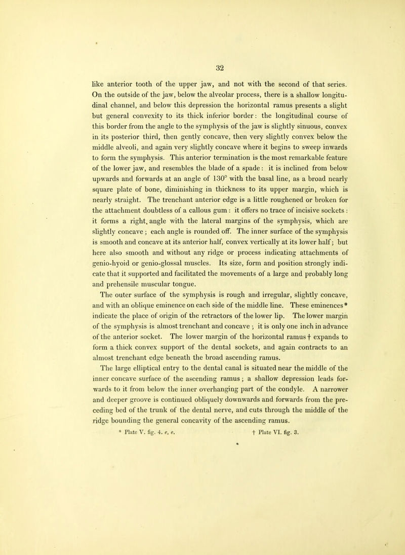 * 32 like anterior tooth of the upper jaw, and not with the second of that series. On the outside of the jaw, below the alveolar process, there is a shallow longitu- dinal channel, and below this depression the horizontal ramus presents a slight but general convexity to its thick inferior border: the longitudinal course of this border from the angle to the symphysis of the jaw is slightly sinuous, convex in its posterior third, then gently concave, then very slightly convex below the middle alveoli, and again very slightly concave where it begins to sweep inwards to form the symphysis. This anterior termination is the most remarkable feature of the lower jaw, and resembles the blade of a spade : it is inclined from below upwards and forwards at an angle of 130° with the basal line, as a broad nearly square plate of bone, diminishing in thickness to its upper margin, which is nearly straight. The trenchant anterior edge is a little roughened or broken for the attachment doubtless of a callous gum : it offers no trace of incisive sockets : it forms a right, angle with the lateral margins of the symphysis, which are slightly concave ; each angle is rounded off. The inner surface of the symphysis is smooth and concave at its anterior half, convex vertically at its lower half; but here also smooth and without any ridge or process indicating attachments of genio-hyoid or genio-glossal muscles. Its size, form and position strongly indi- cate that it supported and facilitated the movements of a large and probably long and prehensile muscular tongue. The outer surface of the symphysis is rough and irregular, slightly concave, and with an oblique eminence on each side of the middle line. These eminences* indicate the place of origin of the retractors of the lower lip. The lower margin of the symphysis is almost trenchant and concave •, it is only one inch in advance of the anterior socket. The lower margin of the horizontal ramus f expands to form a thick convex support of the dental sockets, and again contracts to an almost trenchant edge beneath the broad ascending ramus. The large elliptical entry to the dental canal is situated near the middle of the inner concave surface of the ascending ramus; a shallow depression leads for- wards to it from below the inner overhanging part of the condyle. A narrower and deeper groove is continued obliquely downwards and forwards from the pre- ceding bed of the trunk of the dental nerve, and cuts through the middle of the ridge bounding the general concavity of the ascending ramus.