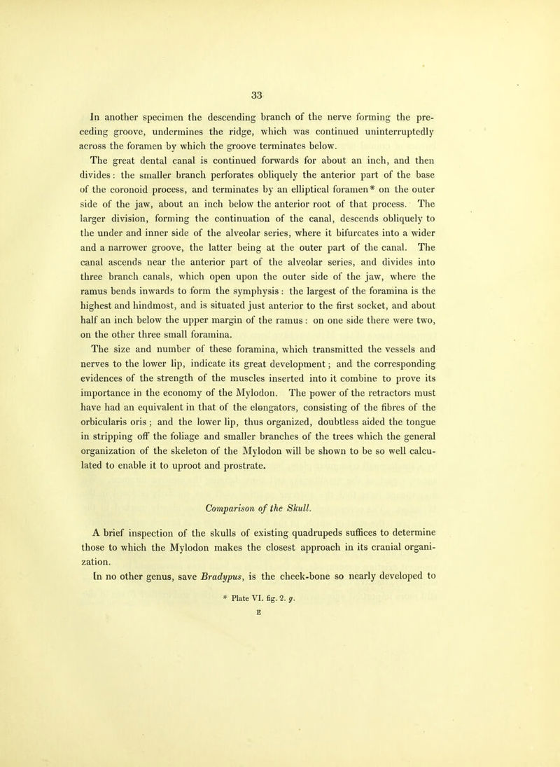 In another specimen the descending branch of the nerve forming the pre- ceding groove, undermines the ridge, which was continued uninterruptedly across the foramen by which the groove terminates below. The great dental canal is continued forwards for about an inch, and then divides: the smaller branch perforates obliquely the anterior part of the base of the coronoid process, and terminates by an elliptical foramen* on the outer side of the jaw, about an inch below the anterior root of that process. The larger division, forming the continuation of the canal, descends obliquely to the under and inner side of the alveolar series, where it bifurcates into a wider and a narrower groove, the latter being at the outer part of the canal. The canal ascends near the anterior part of the alveolar series, and divides into three branch canals, which open upon the outer side of the jaw, where the ramus bends inwards to form the symphysis : the largest of the foramina is the highest and hindmost, and is situated just anterior to the first socket, and about half an inch below the upper margin of the ramus : on one side there were two, on the other three small foramina. The size and number of these foramina, which transmitted the vessels and nerves to the lower lip, indicate its great development; and the corresponding evidences of the strength of the muscles inserted into it combine to prove its importance in the economy of the Mylodon. The power of the retractors must have had an equivalent in that of the elongators, consisting of tbe fibres of the orbicularis oris; and the lower lip, thus organized, doubtless aided the tongue in stripping off the foliage and smaller branches of the trees which the general organization of the skeleton of the Mylodon will be shown to be so well calcu- lated to enable it to uproot and prostrate. Comparison of the Skull. A brief inspection of the skulls of existing quadrupeds suffices to determine those to which the Mylodon makes the closest approach in its cranial organi- zation. [n no other genus, save Bradypus, is the cheek-bone so nearly developed to * Plate VI, fig. 2. g. E