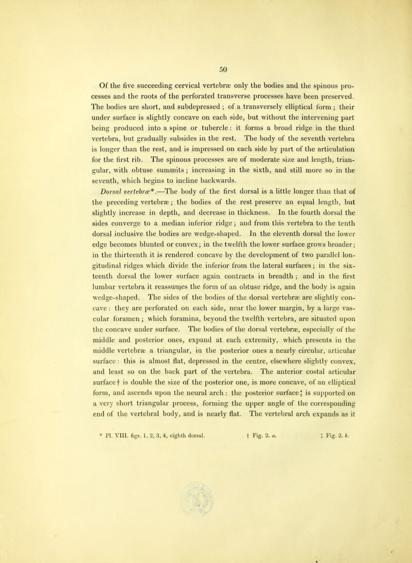 Of the five succeeding cervical vertebrae only the bodies and the spinous pro- cesses and the roots of the perforated transverse processes have been preserved. The bodies are short, and subdepressed ; of a transversely elliptical form ; their under surface is slightly concave on each side, but without the intervening part being produced into a spine or tubercle: it forms a broad ridge in the third vertebra, but gradually subsides in the rest. The body of the seventh vertebra is longer than the rest, and is impressed on each side by part of the articulation for the first rib. The spinous processes are of moderate size and length, trian- gular, with obtuse summits; increasing in the sixth, and still more so in the seventh, which begins to incline backwards. Dorsal vertehrcB*.—The body of the first dorsal is a little longer than that of the preceding vertebrae; the bodies of the rest preserve an equal length, but slightly increase in depth, and decrease in thickness. In the fourth dorsal the sides converge to a median inferior ridge; and from this vertebra to the tenth dorsal inclusive the bodies are wedge-shaped. In the eleventh dorsal the lower edge becomes blunted or convex; in the twelfth the lower surface grows broader; in the thirteenth it is rendered concave by the development of two parallel lon- gitudinal ridges which divide the inferior from the lateral surfaces; in the six- teenth dorsal the lower surface again contracts in breadth ; and in the first lumbar vertebra it reassumes the form of an obtuse ridge, and the body is again wedge-shaped. The sides of the bodies of the dorsal vertebrae are slightly con- cave : they are perforated on each side, near the lower margin, by a large vas- cular foramen; which foramina, beyond the twelfth vertebra, are situated upon the concave under surface. The bodies of the dorsal vertebrae, especially of the middle and posterior ones, expand at each extremity, which presents in the middle vertebrae a triangular, in the posterior ones a nearly circular, articular surface: this is almost flat, depressed in the centre, elsewhere slightly convex, and least so on the back part of the vertebra. The anterior costal articular surface! is double the size of the posterior one, is more concave, of an elliptical form, and ascends upon the neural arch: the posterior surface + is supported on a very short triangular process, forming the upper angle of the corresponding end of the vertebral body, and is nearly flat. The vertebral arch expands as it