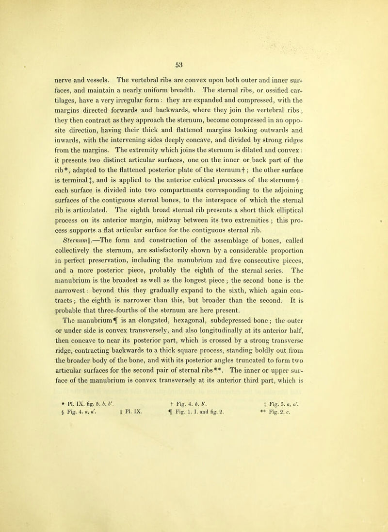 nerve and vessels. The vertebral ribs are convex upon both outer and inner sur- faces, and maintain a nearly uniform breadth. The sternal ribs, or ossified car- tilages, have a very irregular form : they are expanded and compressed, with the margins directed forwards and backwards, where they join the vertebral ribs ; they then contract as they approach the sternum, become compressed in an oppo- site direction, having their thick and flattened margins looking outwards and inwards, with the intervening sides deeply concave, and divided by strong ridges from the margins. The extremity which joins the sternum is dilated and convex : it presents two distinct articular surfaces, one on the inner or back part of the rib*, adapted to the flattened posterior plate of the sternumf ; the other surface is terminal]:, and is applied to the anterior cubical processes of the sternum: each surface is divided into two compartments corresponding to the adjoining surfaces of the contiguous sternal bones, to the interspace of which the sternal rib is articulated. The eighth broad sternal rib presents a short thick elliptical process on its anterior margin, midway between its two extremities ; this pro- cess supports a flat articular surface for the contiguous sternal rib. Sternum\\.—The form and construction of the assemblage of bones, called collectively the sternum, are satisfactorily shown by a considerable proportion in perfect preservation, including the manubrium and five consecutive pieces, and a more posterior piece, probably the eighth of the sternal series. The manubrium is the broadest as well as the longest piece ; the second bone is the narrowest: beyond this they gradually expand to the sixth, which again con- tracts ; the eighth is narrower than this, but broader than the second. It is probable that three-fourths of the sternum are here present. The manubrium^ is an elongated, hexagonal, subdepressed bone; the outer or under side is convex transversely, and also longitudinally at its anterior half, then concave to near its posterior part, which is crossed by a strong transverse ridge, contracting backwards to a thick square process, standing boldly out from the broader body of the bone, and with its posterior angles truncated to form two articular surfaces for the second pair of sternal ribs**. The inner or upper sur- face of the manubrium is convex transversely at its anterior third part, which is • PL IX. fig. 5. b, b'. § Fig. 4. a, a. || PI. IX. t Fig. 4. b. b'. ^ Fig. 1. I. and fig. 2. + Fig. 5. a, a'. ** Fig. 2. c.