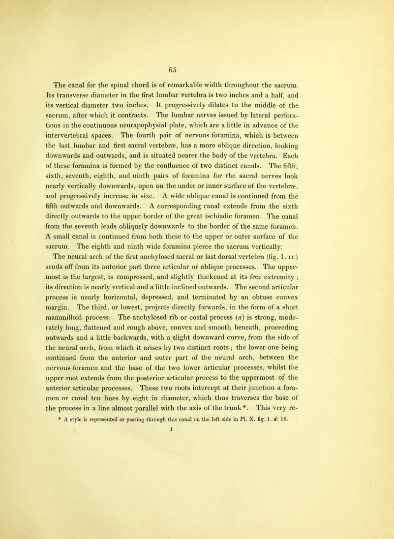 The canal for the spinal chord is of remarkable width throughout the sacrum. Its transverse diameter in the first lumbar vertebra is two inches and a half, and its vertical diameter two inches. It progressively dilates to the middle of the sacrum, after which it contracts. The lumbar nerves issued by lateral perfora- tions in the continuous neurapophysial plate, which are a little in advance of the intervertebral spaces. The fourth pair of nervous foramina, which is between the last lumbar and first sacral vertebrae, has a more oblique direction, looking downwards and outwards, and is situated nearer the body of the vertebra. Each of these foramina is formed by the confluence of two distinct canals. The fifth, sixth, seventh, eighth, and ninth pairs of foramina for the sacral nerves look nearly vertically downwards, open on the under or inner surface of the vertebrse, and progressively increase in size. A wide oblique canal is continued from the fifth outwards and downwards. A corresponding canal extends from the sixth directly outwards to the upper border of the great ischiadic foramen. The canal from the seventh leads obliquely downwards to the border of the same foramen. A small canal is continued from both these to the upper or outer surface of the sacrum. The eighth and ninth wide foramina pierce the sacrum vertically. The neural arch of the first anchylosed sacral or last dorsal vertebra (fig. 1. ii.) sends off from its anterior part three articular or oblique processes. The upper- most is the largest, is compressed, and slightly thickened at its free extremity ; its direction is nearly vertical and a little inclined outwards. The second articular process is nearly horizontal, depressed, and terminated by an obtuse convex margin. The third, or lowest, projects directly forwards, in the form of a short mammilloid process. The anchylosed rib or costal process (a) is strong, mode- rately long, flattened and rough above, convex and smooth beneath, proceeding outwards and a little backwards, with a slight downward curve, from the side of the neural arch, from which it arises by two distinct roots ; the lower one being continued from the anterior and outer part of the neural arch, between the nervous foramen and the base of the two lower articular processes, whilst the upper root extends from the posterior articular process to the uppermost of the anterior articular processes. These two roots intercept at their junction a fora- men or canal ten fines by eight in diameter, which thus traverses the base of the process in a line almost parallel with the axis of the trunk*. This very re- * A style is represented as passing through this canal on the left side in PI. X. fig. 1. d. 16. I