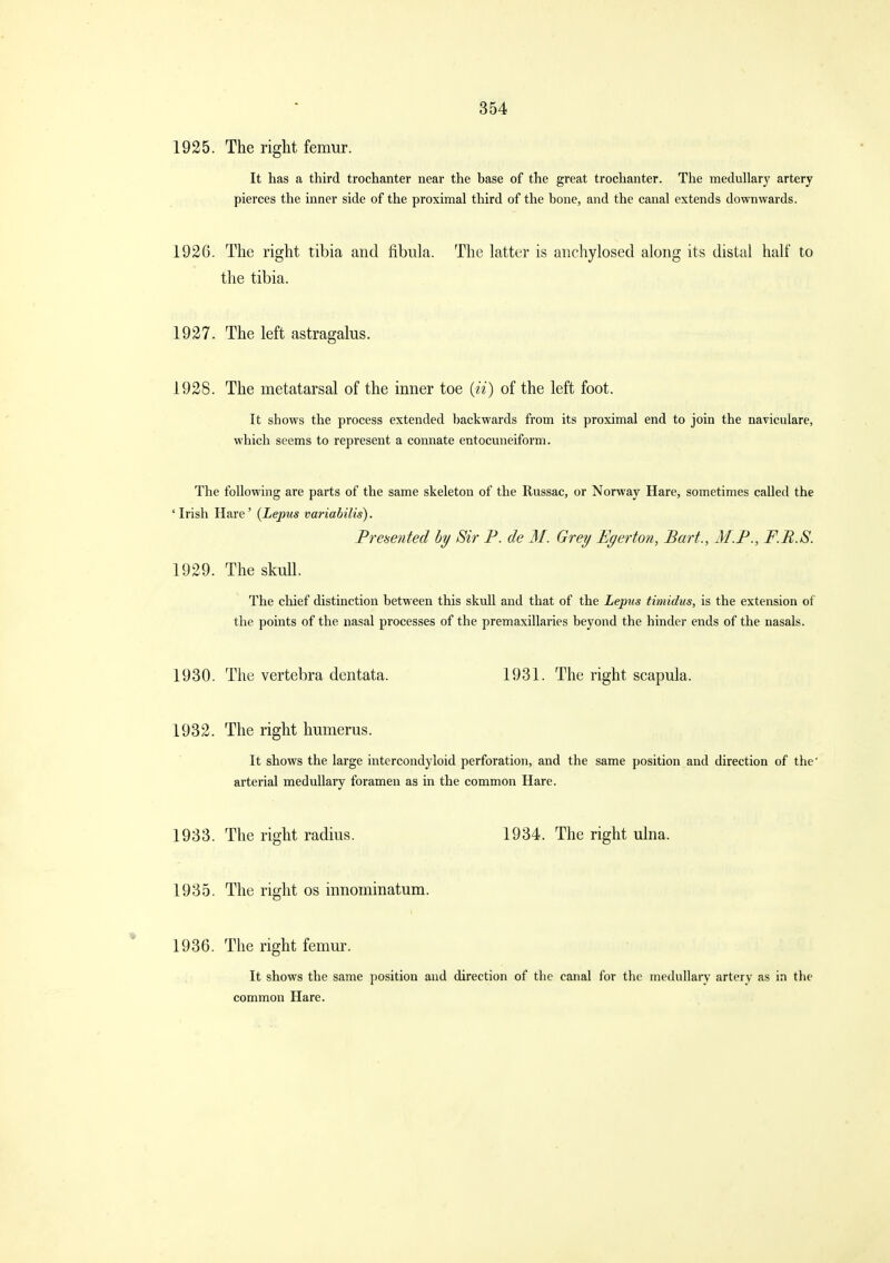 1925. The right femur. It has a third trochanter near the base of the great trochanter. The medullary artery pierces the inner side of the proximal third of the bone, and the canal extends downwards. 192G. The right tibia and fibula. The latter is anchylosecl along its distal half to the tibia. 1927. The left astragalus. 1928. The metatarsal of the inner toe (ii) of the left foot. It shows the process extended backwards from its proximal end to join the naviculare, which seems to represent a connate entocuneiform. The following are parts of the same skeleton of the Russac, or Norway Hare, sometimes called the ' Irish Hare' {Lepus variabilis). Freisented hy Sir P. de M. Grey Egerton, Bart., 31.P., F.R.S. 1929. The skull. The chief distinction between this skull and that of the Lepus timidus, is the extension of the points of the nasal processes of the premaxillaries beyond the hinder ends of the nasals. 1930. The vertebra dentata. 1931. The right scapula. 1932. The right humerus. It shows the large intercondyloid perforation, and the same position and direction of the' arterial meduUaiy foramen as in the common Hare. 1933. The right radius. 1934. The right ulna. 1935. The right os innominatum. 1936. The right femur. It shows the same position and direction of the canal for the medullary artery as in the common Hare.