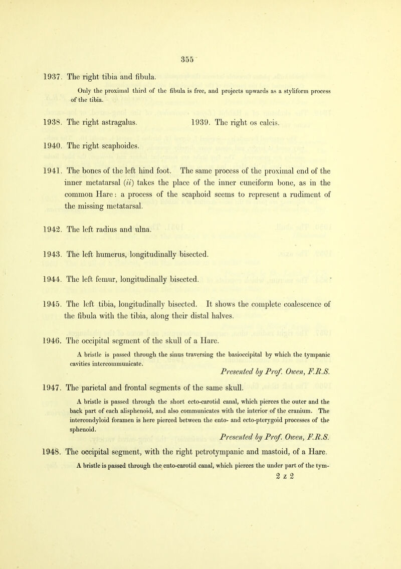 1937. The right tibia and fibula. Only the proximal third of the fibula is free, and projects upwards as a styliform process of the tibia. 1938. The right astragalus. 1939. The right os calcis. 1940. The right scaphoides. 1941. The bones of the left hind foot. The same process of the proximal end of the inner metatarsal (n) takes the place of the inner cuneiform bone, as in the common Hare: a process of the scaphoid seems to represent a rudiment of the missing metatarsal. 1942. The left radius and ulna. 1943. The left humerus, longitudinally bisected. 1944. The left femur, longitudinally bisected. 1945. The left tibia, longitudinally bisected. It shows the complete coalescence of the fibula with the tibia, along their distal halves. The occipital segment of the skull of a Hare. A bristle is passed through the sinus traversing the basioccipital by which the tympanic cavities intercommunicate. Presented hy Prof. Owen, F.B.S. The parietal and frontal segments of the same skuU. A bristle is passed through the short ecto-carotid canal, which pierces the outer and the back part of each alisphenoid, and also communicates with the interior of the cranium. The intercondyloid foramen is here pierced between the ento- and ecto-pterygoid processes of the sphenoid. Presented hy Prof. Owen, F.B.S. The occipital segment, with the right petrotympanic and mastoid, of a Hare. A bristle is passed through the ento-carotid canal, which pierces the under part of the tym- 2 z 2