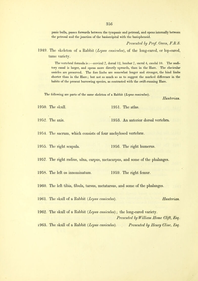 panic bulla, passes forwards between the tympanic and petrosal, and opens internally between the petrosal and the junction of the basioccipital with the basisphenoid. Presented by Prof. Owen, F.B.S. 1949. The skeleton of a Rabbit {Lepus cmicidus), of the long-eared, or lop-eared, tame variety. The vertebral formula is:—cervical 7, dorsal 12, lumbar 7, sacral 4, caudal 10. The audi- tory canal is larger, and opens more directly upwards, than in the Hare. The clavicular ossicles are preserved. The fore limbs are somewhat longer and stronger, the hind hmbs shorter than in the Hare; but not so much so as to suggest the marked difference in the habits of the present burrowing species, as contrasted with the swift-running Hare. The following are parts of the same skeleton of a Rabbit {Lepus cuniculus). Hunterian. 1950. The skull. 1951. The atlas. 1952. The axis. 1953. An anterior dorsal vertebra. 1954. The sacrum, which consists of four anchylosed vertebrae. 1955. The right scapula. 1956. The right humerus. 1957. The right radius, ulna, carpus, metacarpus, and some of the phalanges. 1958. The left os innoniinatum. 1959. The right femur. 1960. The left tibia, fibula, tarsus, metatarsus, and some of the phalanges. 1961. The skull of a Rabbit {Lepus cuniculus). Hunterian. 1962. The skull of a Rabbit {Lepus cuniculus); the long-eared variety. Presented by William Home Clift, Esq. 1963. The skull of a Rabbit {Lepus cuniculus). Presented by Henry Cline, Esq.