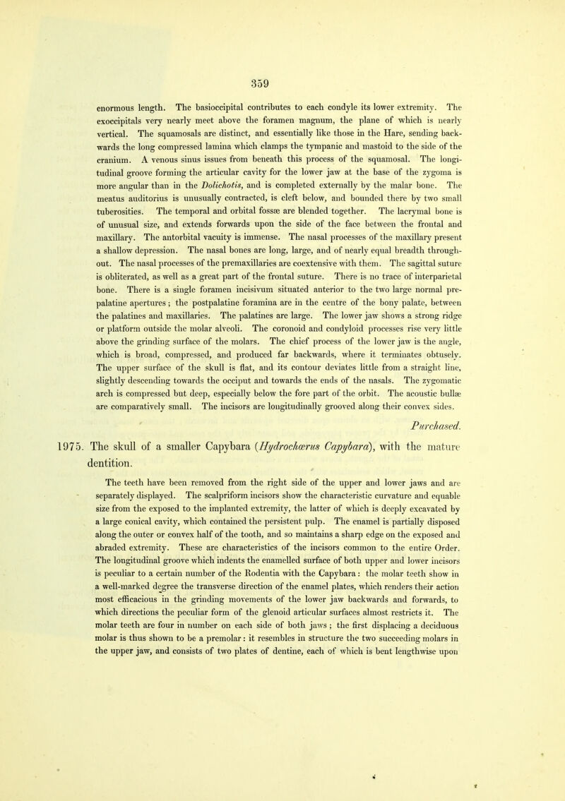 enormous length. The basioccipital contributes to each condyle its lower extremity. The exoccipitals very nearly meet above the foramen magnum, the plane of which is nearly vertical. The squamosals are distinct, and essentially like those in the Hare, sending back- wards the long compressed lamina which clamps the tympanic and mastoid to the side of the cranium. A venous sinus issues from beneath this process of the squamosal. The longi- tudinal groove forming the articular cavity for the lower jaw at the base of the zygoma is more angular than in the Dolichofis, and is completed externally by the malar bone. The meatus auditorius is unusually contracted, is cleft below, and bounded there by two small tuberosities. The temporal and orbital fossae are blended together. The lacrymal bone is of unusual size, and extends forwards upon the side of the face between the frontal and maxillary. The antorbital vacuity is immense. The nasal processes of the maxillary present a shallow depression. The nasal bones are long, large, and of nearly equal breadth through- out. The nasal processes of the premaxillaries are coextensive with them. The sagittal suture is obliterated, as well as a great part of the frontal suture. There is no trace of interparietal bone. There is a single foramen incisivum situated anterior to the two large normal pre- palatine apertures; the postpalatine foramina are in the centre of the bony palate, between the palatines and maxillaries. The palatines are large. The lower jaw shows a strong ridge or platform outside the molar alveoli. The coronoid and condyloid processes rise very little above the grinding surface of the molars. The chief process of the lower jaw is the angle, which is broad, compressed, and produced far backwards, where it terminates obtusely. The upper surface of the skull is flat, and its contour deviates little from a straight line, slightly descending towards the occiput and towards the ends of the nasals. The zygomatic arch is compressed but deep, especially below the fore part of the orbit. The acoustic bullae are comparatively small. The incisors are longitudinally grooved along their convex sides. P/irc//ased. 1975. The skull of a smaller Capybara [Hydroclmrus Capybard), with the mature dentition. The teeth have been removed from the right side of the upper and lower jaws and are separately displayed. The scalpriform incisors show the characteristic curvature and equable size from the exposed to the implanted extremity, the latter of which is deeply excavated by a large conical cavity, which contained the persistent pulp. The enamel is partially disposed along the outer or convex half of the tooth, and so maintains a sharp edge on the exposed and abraded extremity. These are characteristics of the incisors common to the entire Order. The longitudinal groove which indents the enamelled surface of both upper and lower incisors is peculiar to a certain number of the Rodentia with the Capybara: the molar teeth show in a well-marked degree the transverse direction of the enamel plates, which renders their action most efficacious in the grinding movements of the lower jaw backwards and forwards, to which directions the peculiar form of the glenoid articular surfaces almost restricts it. The molar teeth are four in number on each side of both jaws ; the first displacing a deciduous molar is thus shown to be a premolar: it resembles in structure the two succeeding molars in the upper jaw, and consists of two plates of dentine, each of which is bent lengthwise upon