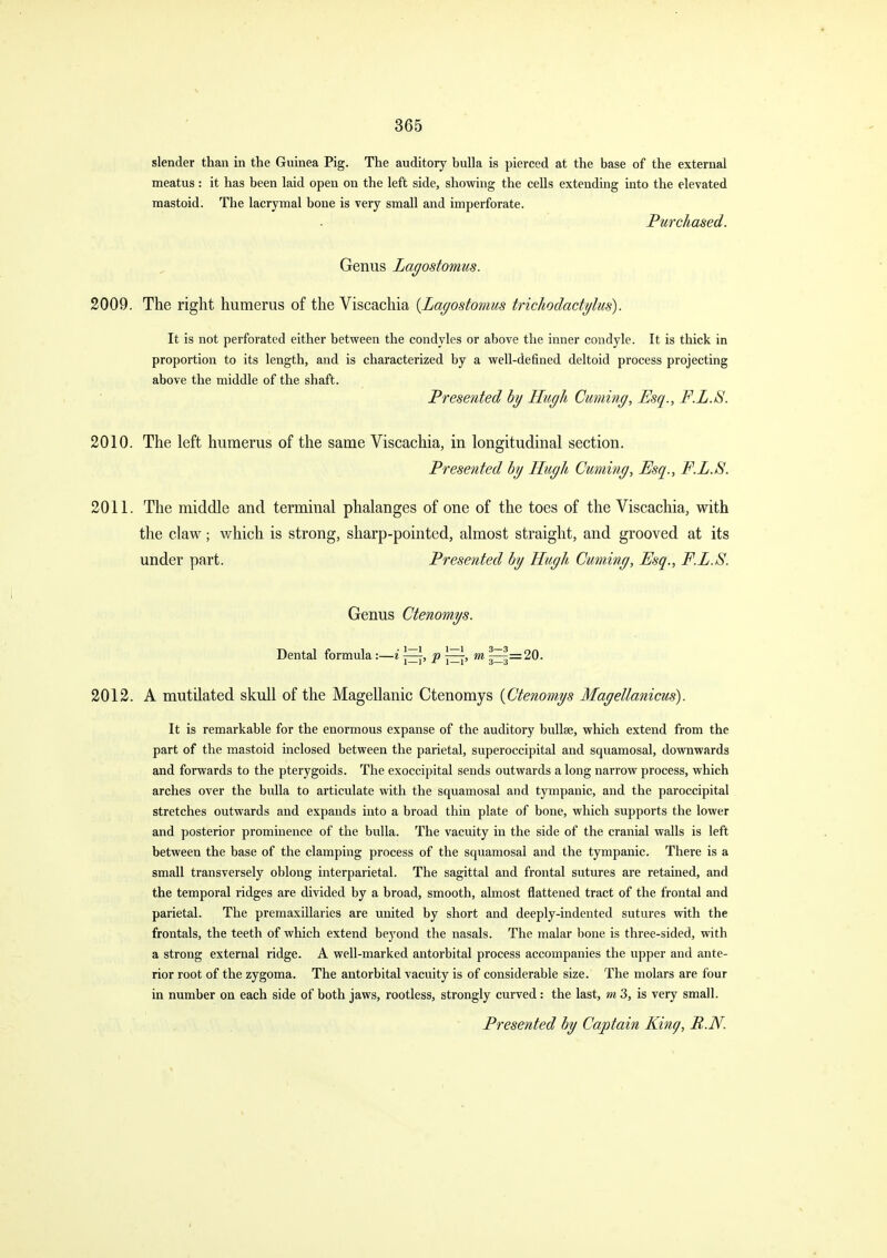slender than in the Guinea Pig. The auditory bulla is pierced at the base of the external meatus: it has been laid open on the left side, showing the cells extending into the elevated mastoid. The lacrymal bone is very small and imperforate. Purchased. Genus Lagostomus. 2009. The right humerus of the Viscachia {Lagostomus trichodactylus). It is not perforated either between the condyles or above the inner condyle. It is thick in proportion to its length, and is characterized by a well-deQned deltoid process projecting above the middle of the shaft. Presented hy Hugh Cu?ning, Esq., F.L.S. 2010. The left humerus of the same Viscachia, in longitudinal section. Presented hg Hugh Cuming, Esq., F.L.S. 2011. The middle and terminal phalanges of one of the toes of the Viscachia, with the claw; which is strong, sharp-pointed, almost straight, and grooved at its under part. Presented hy Hugh Cuming, Esq., F.L.S. Genus Ctenomys. Dental formula:—i p j^, m ^=20. 2012. A mutilated skull of the Magellanic Ctenomys {Ctenomys Magellanicus). It is remarkable for the enormous expanse of the auditory bullae, which extend from the part of the mastoid inclosed between the parietal, superoccipital and squamosal, dovrawards and forwards to the pterygoids. The exoccipital sends outwards a long narrow process, which arches over the bulla to articulate with the squamosal and tympanic, and the paroccipital stretches outwards and expands into a broad thin plate of bone, which supports the lower and posterior prominence of the bulla. The vacuity in the side of the cranial walls is left between the base of the clamping process of the squamosal and the tympanic. There is a small transversely oblong interparietal. The sagittal and frontal sutures are retained, and the temporal ridges are divided by a broad, smooth, almost flattened tract of the frontal and parietal. The premaxillaries are united by short and deeply-indented sutures vnth the frontals, the teeth of which extend beyond the nasals. The malar bone is three-sided, with a strong external ridge. A well-marked antorbital process accompanies the upper and ante- rior root of the zygoma. The antorbital vacuity is of considerable size. The molars are four in number on each side of both jaws, rootless, strongly curved : the last, m 3, is very small. Presented hy Captain King, B.N.