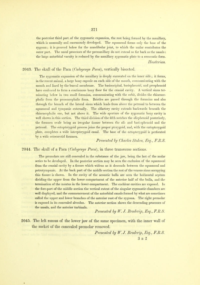 the posterior third part of the zygomatic expansion, the rest being formed by the maxillary, which is miusually and enormously developed. The squamosal forms only the base of the zygoma; it is grooved below for the mandibular joint, to which the malar contributes the outer part. The nasal processes of the premaxillary do not extend so far back as the nasals: the large antorbital vacuity is reduced by the maxillary zygomatic plate to a crescentic form. Hunterian. 2043. The skull of the Paca {Ccdogenys Paca), vertically bisected. The zygomatic expansion of the maxillary is deeply excavated on the inner side; it forms, in the recent animal, a large bony capsule on each side of the mouth, communicating with the mouth and lined by the buccal membrane. The basioccipital, basisphenoid, and presphenoid have coalesced to form a continuous bony floor for the cranial cavity. A vertical sinus ter- minating below in two small foramina, communicating with the orbit, divides the rhinence- phalic from the prosencephalic fossa. Bristles are passed through the foramina and also through the branch of the lateral sinus which leads from above the petrosal to between the squamosal and tympanic externally. The olfactory cavity extends backwards beneath the rhinencephalic one, but not above it. The wide aperture of the zj-gomatic bony cavity is well shown in this section. The third division of the fifth notches the alisphenoid posteriorly, the foramen ovale being an irregular fissure between the ali- and basi-sphenoid and the petrosal. The ectopterygoid process joins the proper pterygoid, and, with the entopterygoid plate, completes a wide interpterygoid canal. The base of the ectopterygoid is perforated by a wide ectocarotid foramen. Presented hy Charles Stokes, Esq., F.B.S. 2044. The skull of a Paca {Codogenys Paca), in three transverse sections. The premolars are still concealed in the substance of the jaw, being the last of the molar series to be developed. In the posterior section may be seen the exclusion of the squamosal from the cranial cavity by a fissure which widens as it descends between the squamosal and petrotympanic. At the back part of the middle section the rest of the venous sinus occupying this fissure is shown. In the cavity of the acoustic bulla are seen the horizontal septum dividing the upper from the lower compartment of the anterior half of the bulla, and the termination of the meatus in the lower compartment. The cochlear cavities are exposed. In the fore-part of the middle section the vertical extent of the singular zygomatic chambers are well displayed, and the commencement of the antorbital canals formed by what are sometimes called the upper and lower branches of the anterior root of the zygoma. The right premolar is exposed in its concealed alveolus. The anterior section shows the descending processes of the nasals, and the anterior turbinals. Presented by W. J. Broderip, Esq., F.B.S. 2045. The left ramus of the lower jaw of the same specimen, with the inner wall of the socket of the concealed premolar removed. Presented by JF. J. Broderip, Esq., F.B.S. 3 B 2