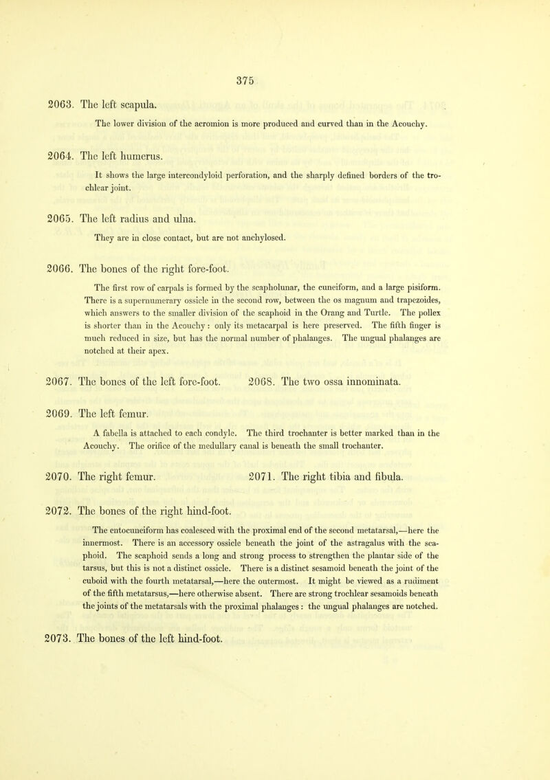 2063. The left scapula. The lower division of the acromion is more produced and curved than in the Acouchy. 2064. The left humerus. It shows the large intercondyloid perforation, and the sharply defined borders of the tro- chlear joint. 2065. The left radius and ulna. They are in close contact, but are not anchylosed. 2066. The bones of the right fore-foot. The first row of carpals is formed by the scapholunar, the cuneiform, and a large pisiform. There is a supernumerary ossicle in the second row, between the os magnum and trapezoides, which answers to the smaller division of the scaphoid in the Orang and Turtle. The poUex is shorter than in the Acouchy: only its metacarpal is here preserved. The fifth finger is much reduced in size, but has the normal number of phalanges. The ungual phalanges are notched at their apex. 2067. The bones of the left fore-foot. 2068. The two ossa innominata. 2069. The left femur. A fabella is attached to each condyle. The third trochanter is better marked than in the Acouchy. The orifice of the medullary canal is beneath the small trochanter. 2070. The right femur. 2071. The right tibia and fibula. 2072. The bones of the right hind-foot. The entocuneiform has coalesced with the proximal end of the second metatarsal,—here the innermost. There is an accessory ossicle beneath the joint of the astragalus with the sca- phoid. The scaphoid sends a long and strong process to strengthen the plantar side of the tarsus, but this is not a distinct ossicle. There is a distinct sesamoid beneath the joint of the cuboid with the fourth metatarsal,—here the outermost. It might be viewed as a rudiment of the fifth metatarsus,—here otherwise absent. There are strong trochlear sesamoids beneath the joints of the metatarsals with the proximal phalanges : the vmgual phalanges are notched. 2073. The bones of the left hind-foot.