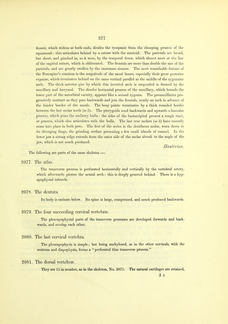 fissure, which widens at both ends, divides the tympanic from the clamping process of the squamosal: this articulates behind by a suture with the mastoid. The parietals are broad, but short, and pinched in, as it were, by the temporal fossae, which almost meet at the line of the sagittal suture, which is obliterated. The frontals are more than double the size of the parietals, and are greatly swollen by the enormous sinuses. The most remarkable feature of the Porcupine's cranium is the magnitude of the nasal bones, especially their great posterior expanse, which terminates behind on the same vertical parallel as the middle of the zygomatic arch. The thick anterior pier by which this inverted arch is suspended is formed by the maxillary and lacrymal. The slender horizontal process of the maxillary, which bounds the lower part of the antorbital vacuity, appears like a second zygoma. The premaxillaries pro- gressively contract as they pass backwards and join the frontals, nearly an inch in advance of the hinder border of the nasals. The bony palate terminates by a thick rounded border between the last molar teeth {m 3). The pterygoids send backwards and upwards a hamular process, which joins the auditory bulla: the sides of the basioccipital present a rough tract, or process, which also articulates with the bulla. The last true molars {rn 3) have recently come into place in both jaws. The first of the series is the deciduous molar, worn down to its diverging fangs, the grinding surface presenting a few small islands of enamel. In the lower jaw a strong ridge extends from the outer side of the molar alveoli to the angle of the jaw, which is not much produced. Hunterian. The following are parts of the same skeleton :— 2077. The atlas. The transverse process is perforated horizontally and vertically by the vertebral artery, which afterwards pierces the neural arch: this is deeply grooved behind. There is a hyp- apophysial tubercle. 2078. The dentata. Its body is carinate below. Its spine is large, compressed, and much produced backwards. 2079. The four succeeding cervical vertebrae. The pleurapophysial parts of the transverse processes are developed forwards and back- wards, and overlap each other. 2080. The last cervical vertebra. The pleurapophysis is simple; but being anchylosed, as in the other cervicals, with the centrum and diapophysis, forms a perforated thin transverse process. 2081. The dorsal vertebrae. They are 15 in number, as in the skeleton. No. 2075. The natural cartilages are retained, 3 c