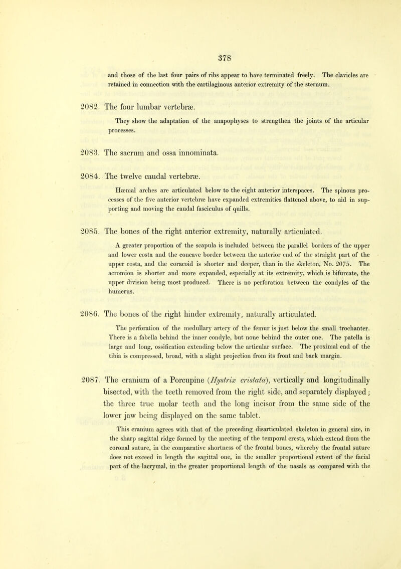 and those of the last four pairs of ribs appear to have terminated freely. The clavicles are retained in connection with the cartilaginous anterior extremity of the sternum. 2082. The four lumbar vertebrae. They show the adaptation of the anapophyses to strengthen the joints of the articular processes. 2083. The sacrum and ossa innominata. 2084. The twelve caudal vertebrae. Haemal arches are articulated below to the eight anterior interspaces. The spinous pro- cesses of the five anterior vertebrae have expanded extremities flattened above, to aid in sup- porting and moving the caudal fasciculus of quills. 2085. The bones of the right anterior extremity, naturally articulated. A greater proportion of the scapula is included between the parallel borders of the upper and lower costa and the concave border between the anterior end of the straight part of the upper costa, and the coracoid is shorter and deeper, than in the skeleton. No. 2075. The acromion is shorter and more expanded, especially at its extremity, which is bifurcate, the upper division being most produced. There is no perforation between the condyles of the humerus. 2086. The bones of the right hinder extremity, naturally articulated. The perforation of the medullary artery of the femur is just below the small trochanter. There is a fabella behind the inner condyle, but none behind the outer one. The patella is large and long, ossification extending below the articular surface. The proximal end of the tibia is compressed, broad, with a slight projection from its front and back margin. 2087. The cranium of a Porcupine [Hystrix cristata), vertically and longitudinally bisected, with the teeth removed from the right side, and separately displayed; the three true molar teeth and the long incisor from the same side of the lower jaw being displayed on the same tablet. This cranium agrees with that of the preceding disarticulated skeleton in general size, in the sharp sagittal ridge formed by the meeting of the temporal crests, which extend from the coronal suture, in the comparative shortness of the frontal bones, whereby the frontal suture does not exceed in length the sagittal one, in the smaller proportional extent of the facial part of the lacrymal, in the greater proportional length of the nasals as compared with the