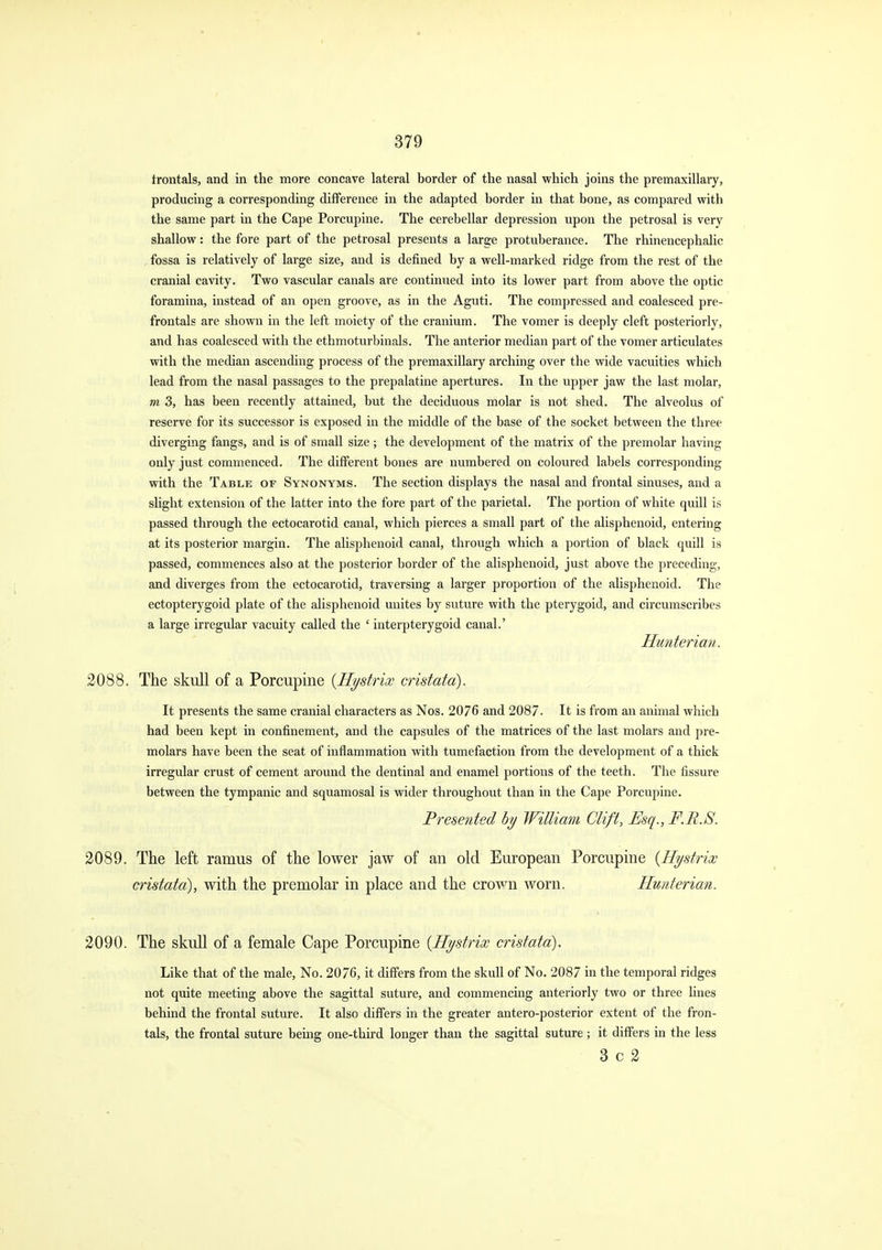 frontals, and in the more concave lateral border of the nasal which joins the premaxillaiy, producing a corresponding difference in the adapted border in that bone, as compared with the same part in the Cape Porcupine. The cerebellar depression upon the petrosal is very shallow: the fore part of the petrosal presents a large protuberance. The rhinencephalic fossa is relatively of large size, and is defined by a well-marked ridge from the rest of the cranial cavity. Two vascular canals are continued into its lower part from above the optic foramina, instead of an open groove, as in the Aguti. The compressed and coalesced pre- frontals are shown in the left moiety of the cranium. The vomer is deeply cleft posteriorly, and has coalesced with the ethmoturbinals. The anterior median part of the vomer articulates with the median ascending process of the premaxillary arching over the wide vacuities which lead from the nasal passages to the prepalatine apertures. In the upper jaw the last molar, m 3, has been recently attained, but the deciduous molar is not shed. The alveolus of reserve for its successor is exposed in the middle of the base of the socket between the three diverging fangs, and is of small size ; the development of the matrix of the premolar having only just commenced. The different bones are numbered on coloured labels corresponding with the Table of Synonyms. The section displays the nasal and frontal sinuses, and a slight extension of the latter into the fore part of the parietal. The portion of white quill is passed through the ectocarotid canal, which pierces a small part of the alisphenoid, entering at its posterior margin. The alisphenoid canal, through which a portion of black quill is passed, commences also at the posterior border of the alisphenoid, just above the preceding, and diverges from the ectocarotid, traversing a larger proportion of the alisphenoid. The ectopterygoid plate of the alisphenoid unites by suture with the pterygoid, and circumscribes a large irregular vacuity called the ' interpterygoid canal.' Hunterian. 2088. The skull of a Porcupine {Hystrix cristata). It presents the same cranial characters as Nos. 2076 and 2087. It is from an animal which had been kept in confinement, and the capsules of the matrices of the last molars and pre- molars have been the seat of inflammation with tumefaction from the development of a thick irregular crust of cement around the dentinal and enamel portions of the teeth. The fissure between the tympanic and squamosal is wider throughout than in the Cape Porcupine. Presented by William Clift, Esq., F.R.S. 2089. The left ramus of the lower jaw of an old European Porcupine {Hystrix cristata), with the premolar in place and the crov^n worn. Hunterian. 2090. The skull of a female Cape Porcupine {Hystrix cristata). Like that of the male. No. 2076, it differs from the skull of No. 2087 in the temporal ridges not quite meeting above the sagittal suture, and commencing anteriorly two or three lines behind the frontal suture. It also differs in the greater antero-posterior extent of the fron- tals, the frontal suture being one-third longer than the sagittal suture; it differs in the less 3 c 2