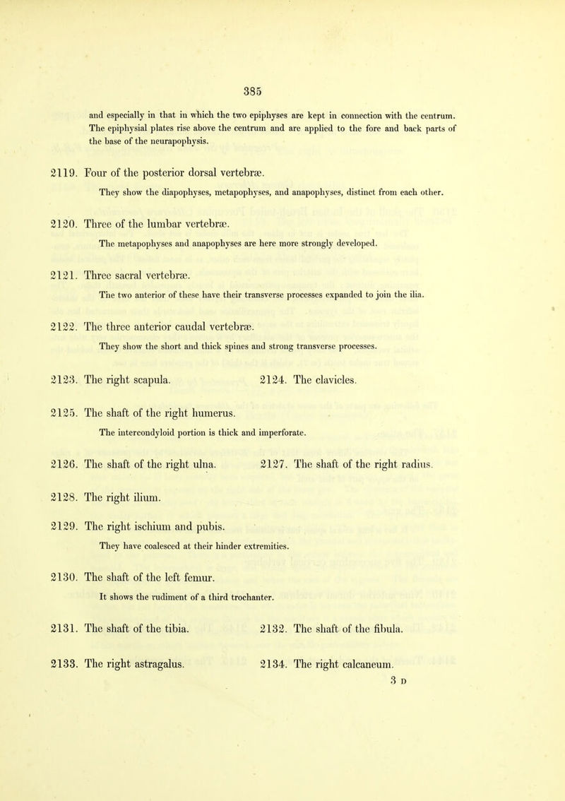 and especially in that in wliich the two epiphyses are kept in connection with the centrum. The epiphysial plates rise above the centrum and are applied to the fore and back parts of the base of the neurapophysis. 2119. Four of the posterior dorsal vertebrse. They show the diapophyses, metapophyses, and anapophyses, distinct from each other. 2120. Three of the lumbar vertebrae. The metapophyses and anapophyses are here more strongly developed. 2121. Three sacral vertebrae. The two anterior of these have their transverse processes expanded to join the ilia. * 2122. The three anterior caudal vertebrae. They show the short and thick spines and strong transverse processes. 2123. The right scapula. 2124. The clavicles. 2125. The shaft of the right humerus. . The inter condyloid portion is thick and imperforate. 2126. The shaft of the right ulna. 2127. The shaft of the right radius. 2128. The right ilium. 2129. The right ischium and pubis. They have coalesced at their hinder extremities. 2130. The shaft of the left femur. It shows the rudiment of a third trochanter. 2131. The shaft of the tibia. 2132. The shaft of the fibula. 2133. The right astragalus. 2134. The right calcaneum. 3 D